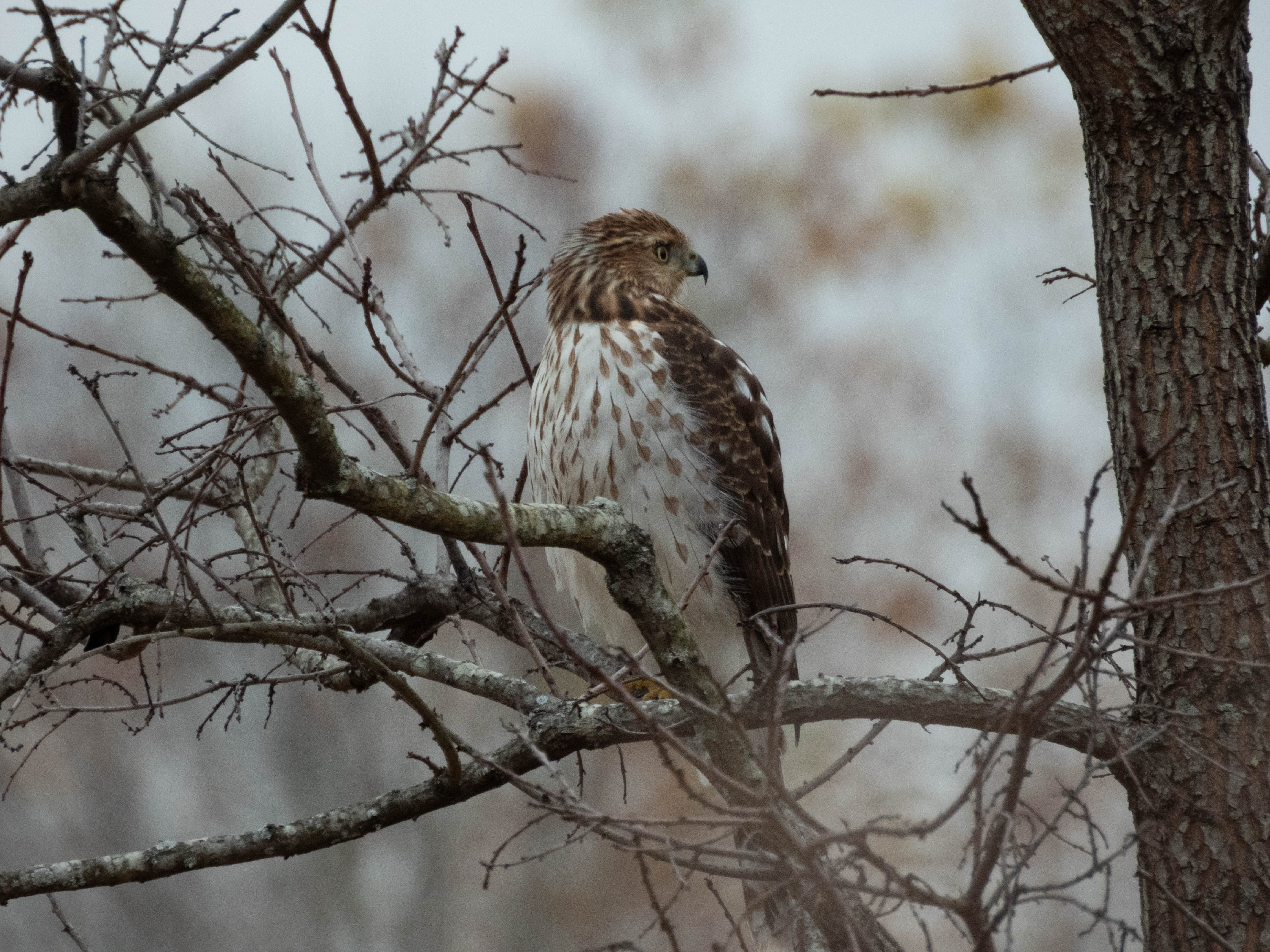 Unedited version of Cooper's Hawk