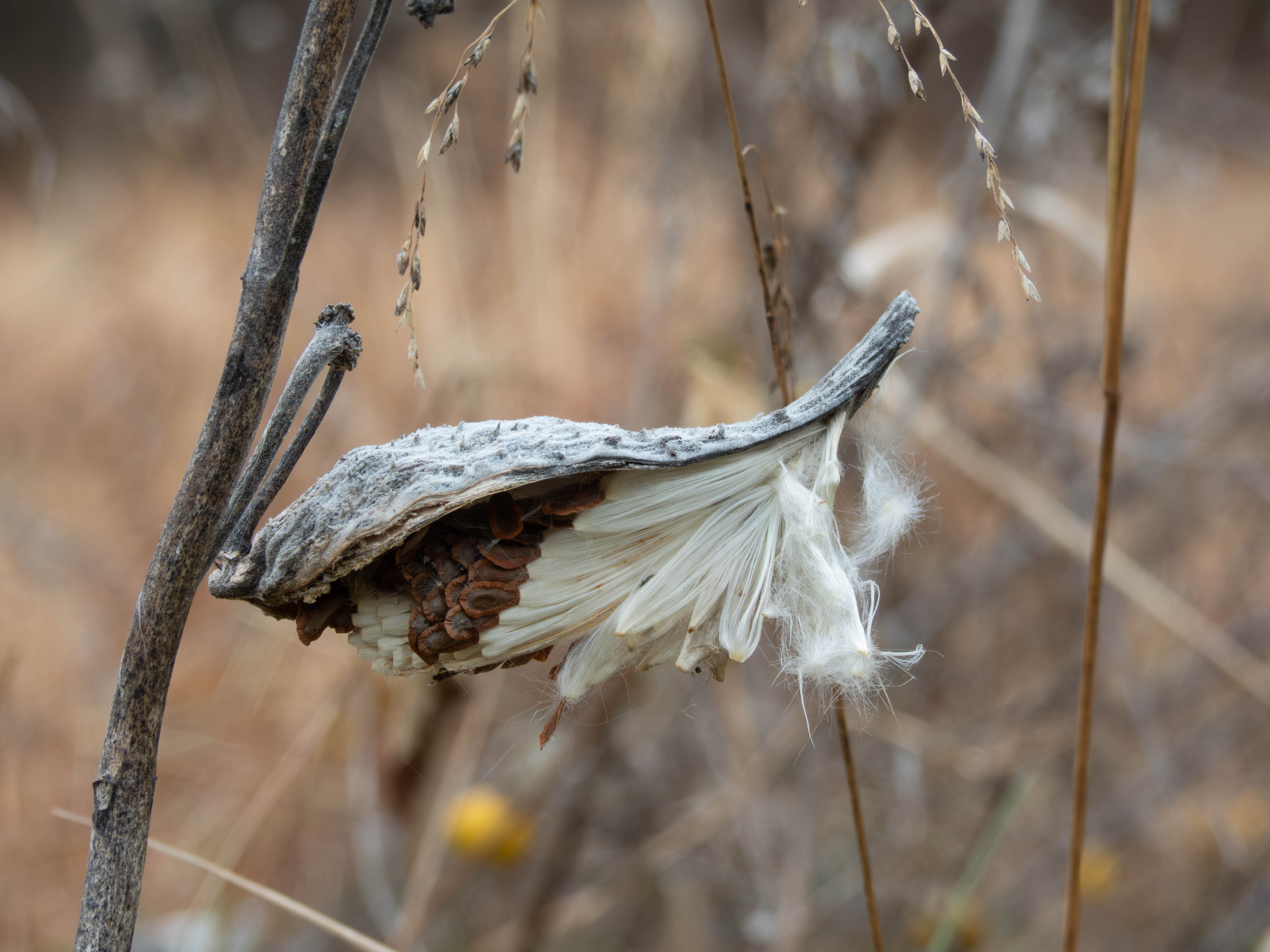 Cool fluffy seed pod looking thing