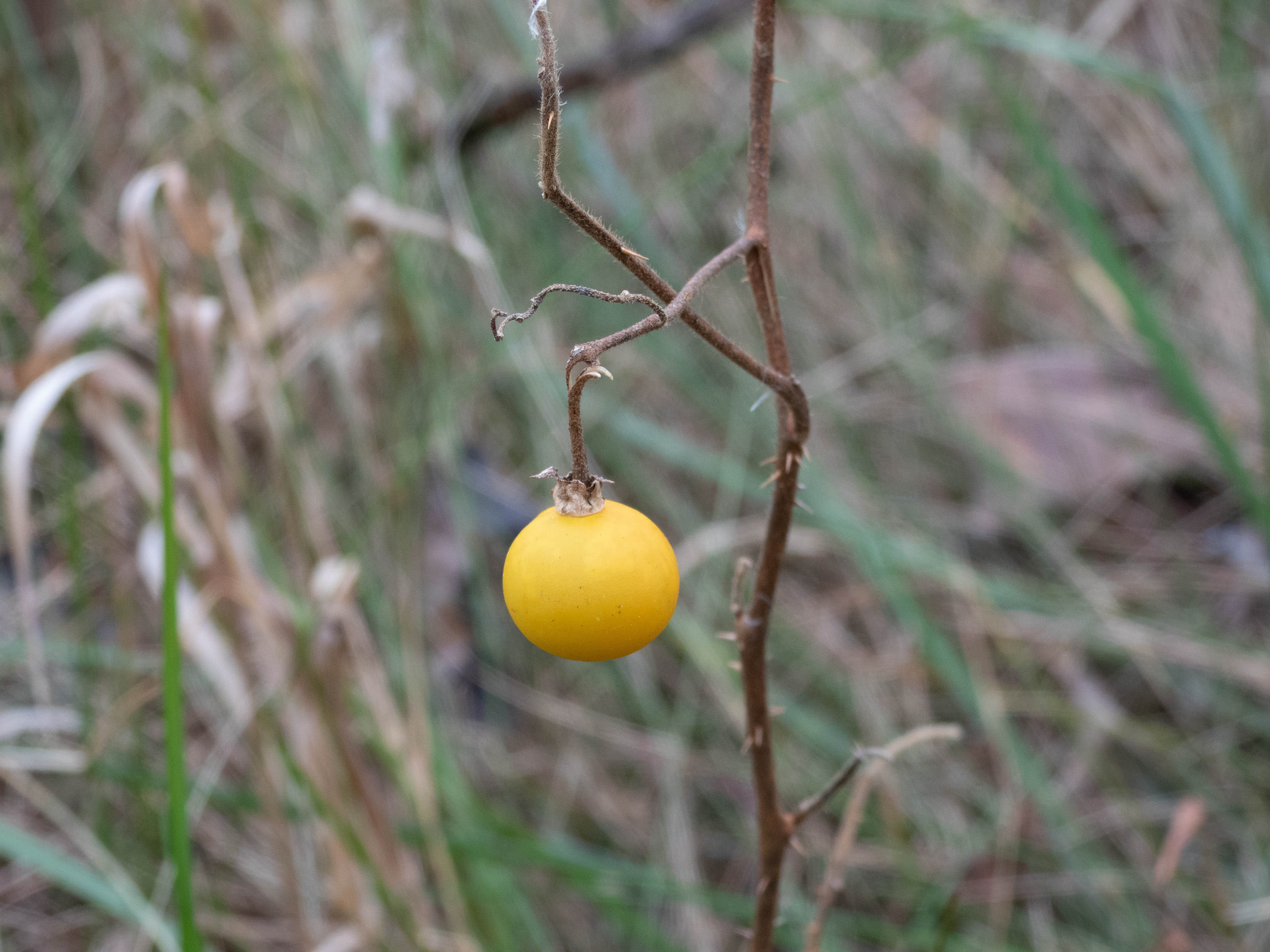 Unedited version of Berry!