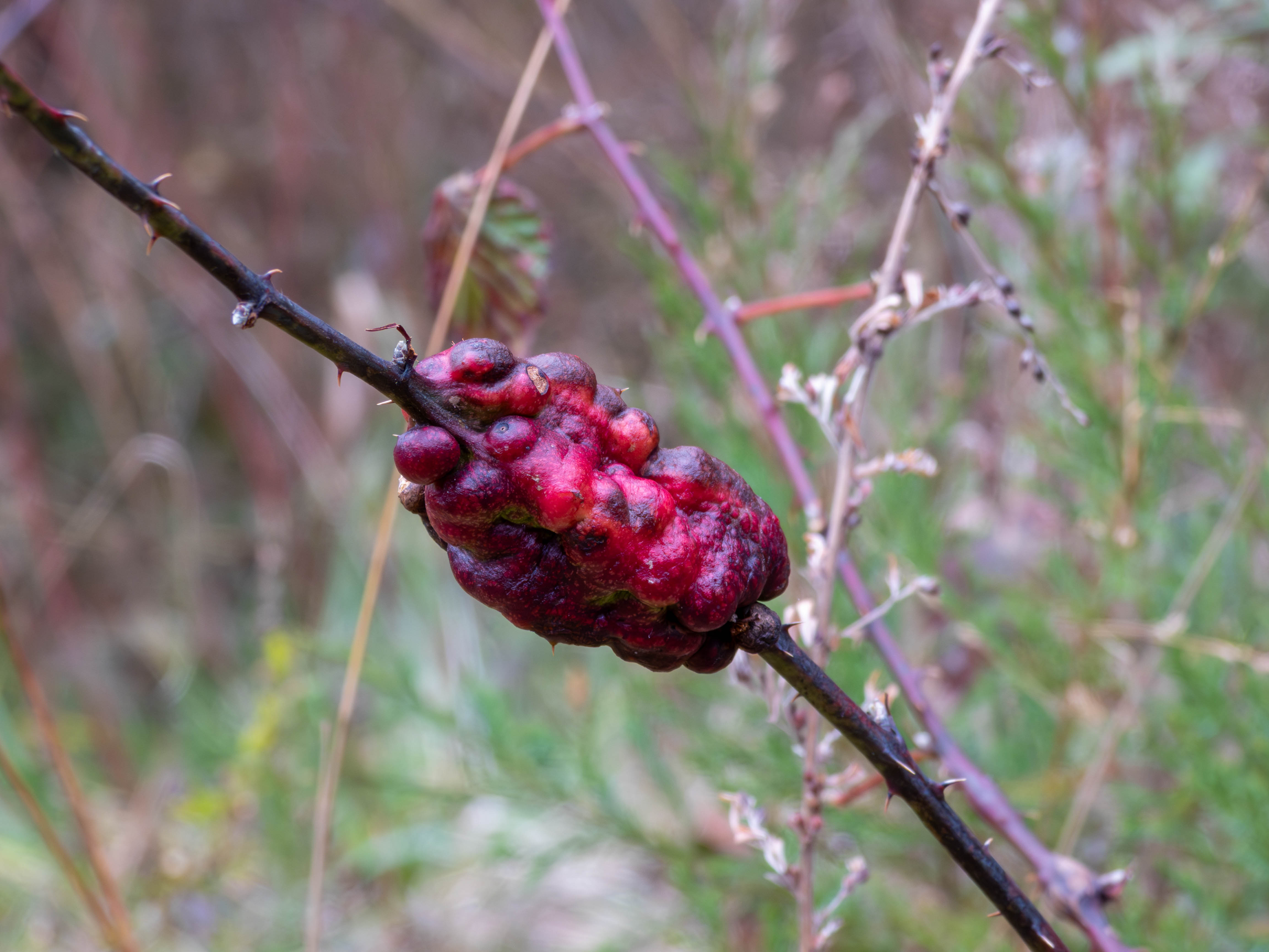 Weird stem tumor thing... I thought the color looked really cool. Looks kinda yummy too.