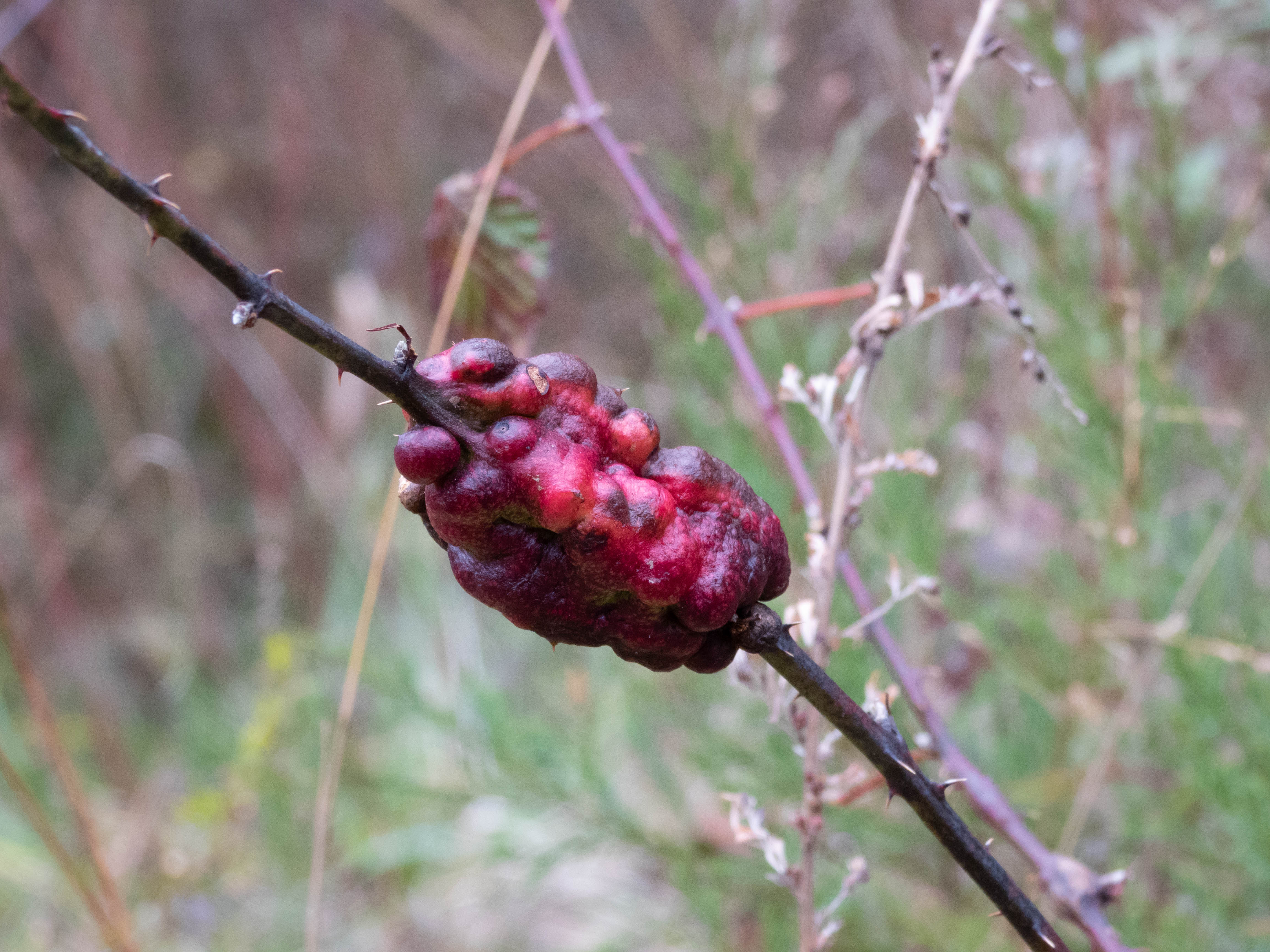 Unedited version of Weird stem tumor thing... I thought the color looked really cool. Looks kinda yummy too.