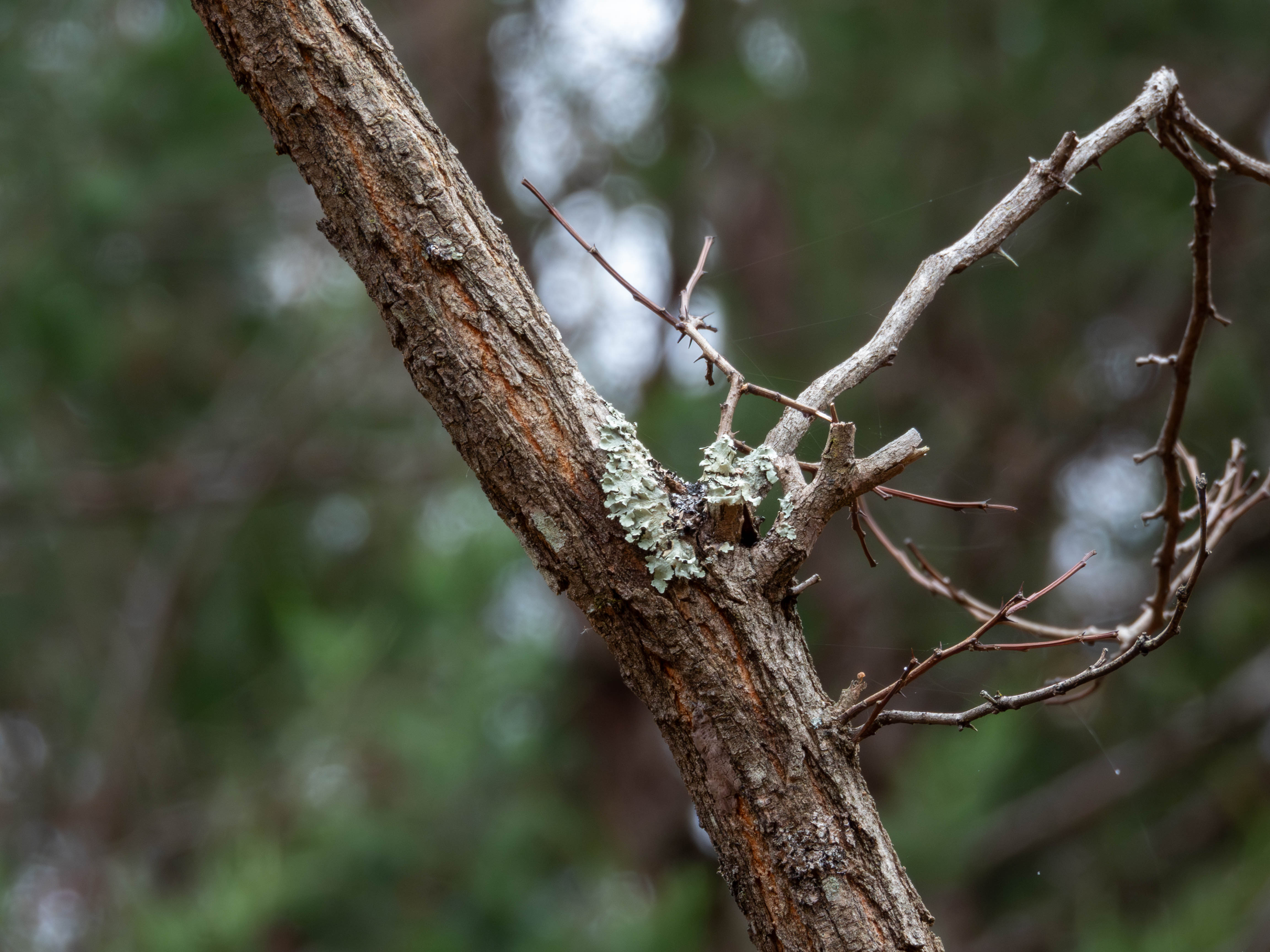 Not sure what the white stuff is, it's pretty common though.