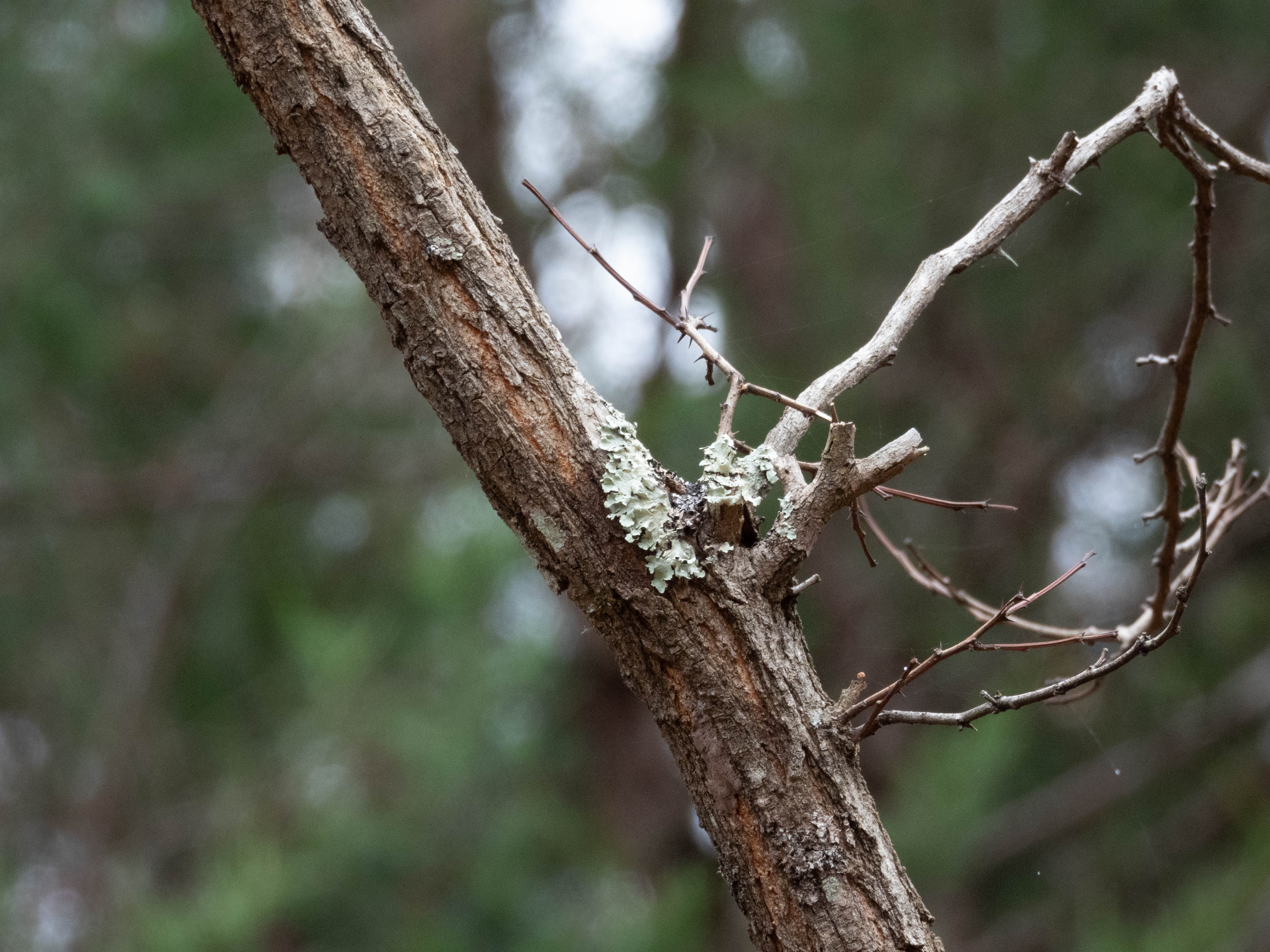 Unedited version of Not sure what the white stuff is, it's pretty common though.