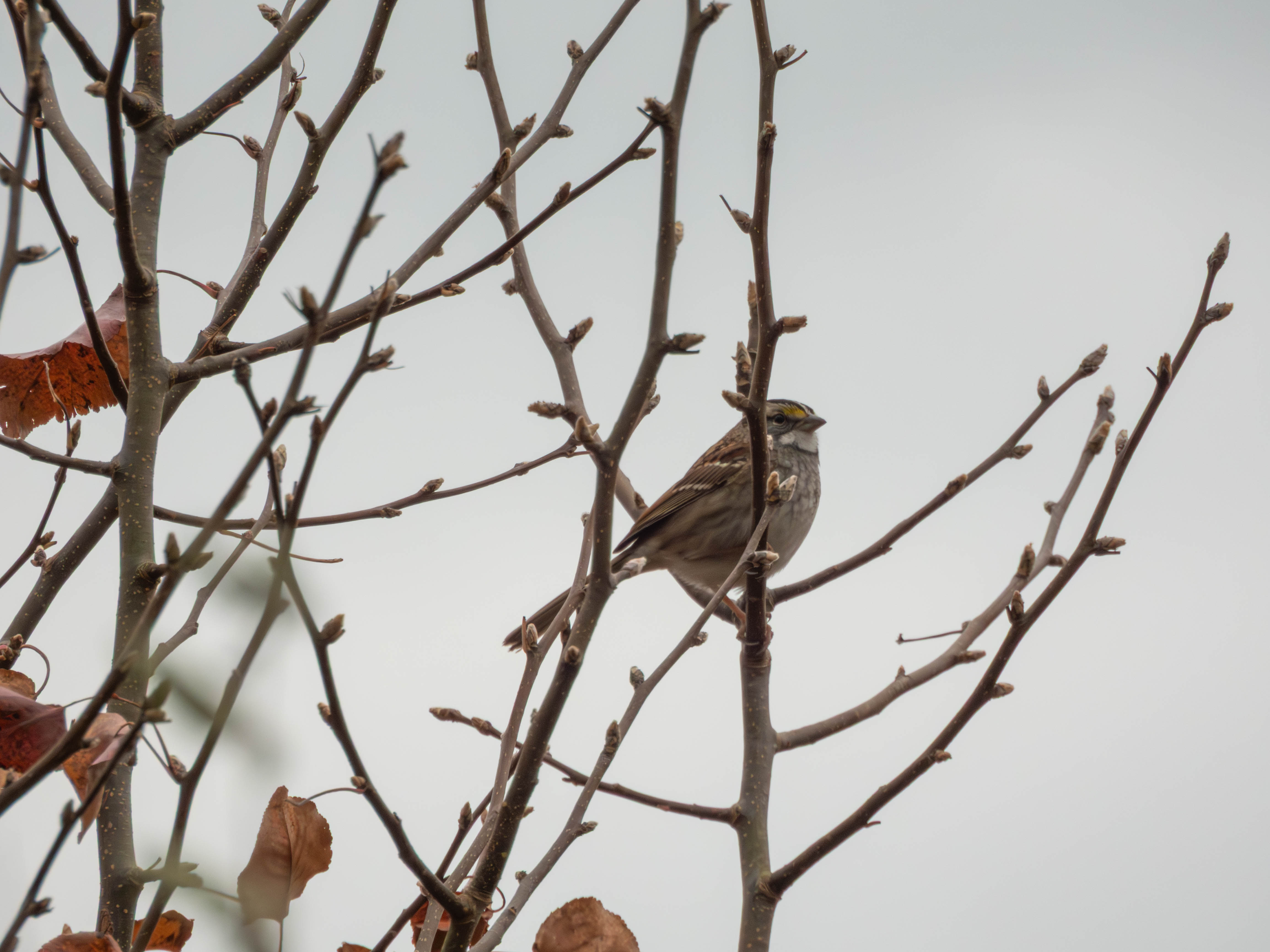White-throated sparrow