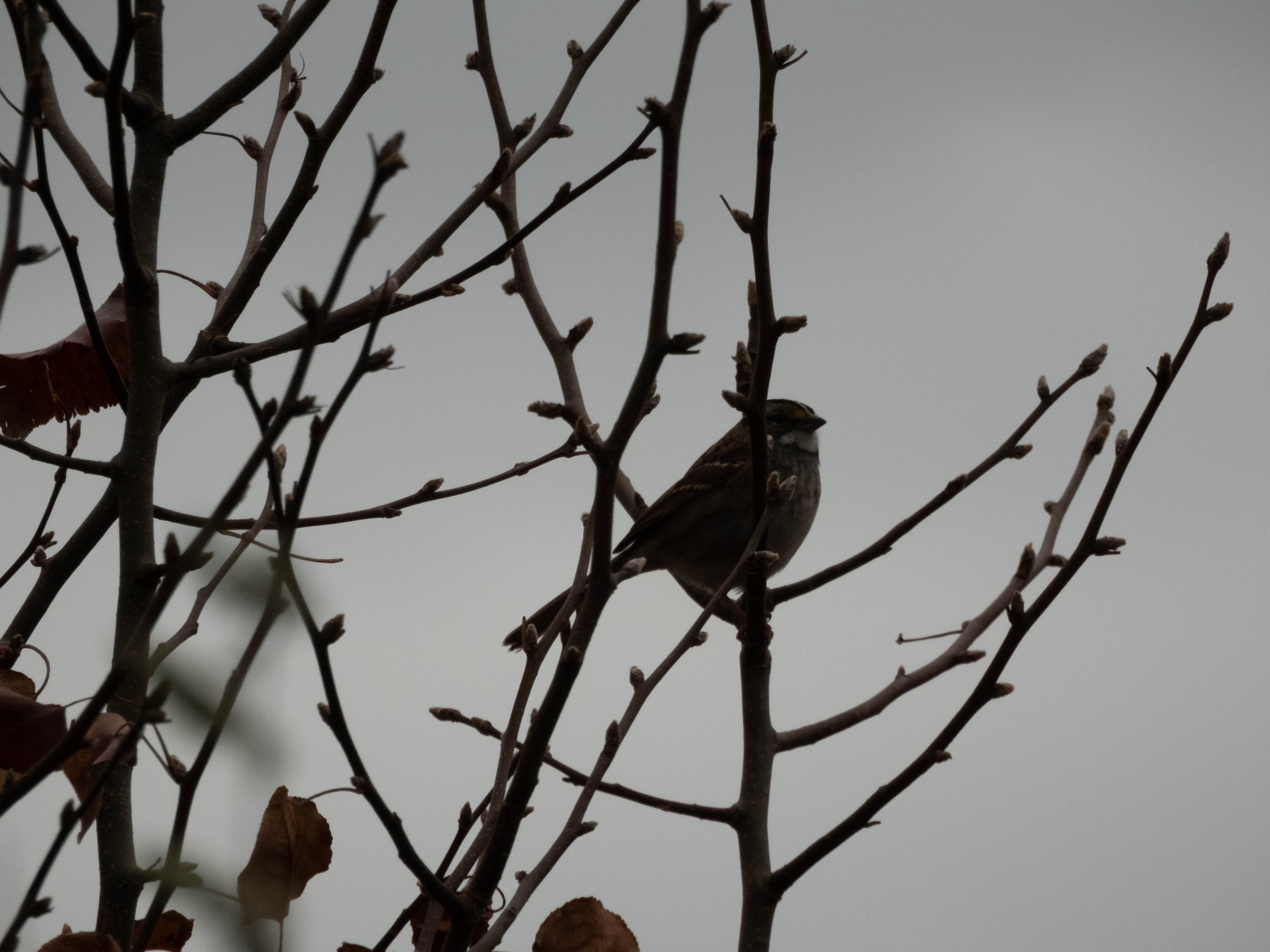 Unedited version of White-throated sparrow