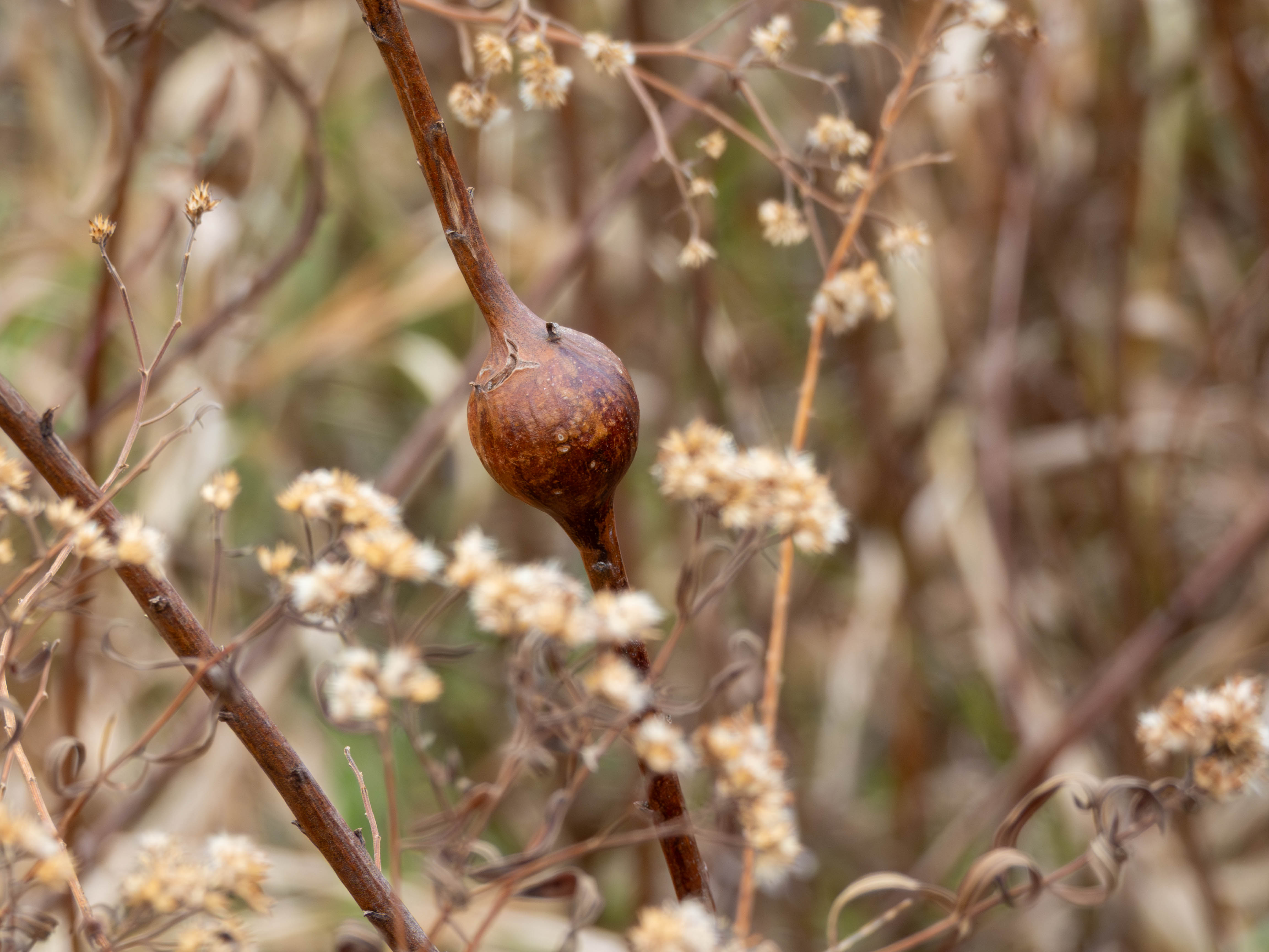 Kind of like the other stem that pulsated out, but this one is still intact.
