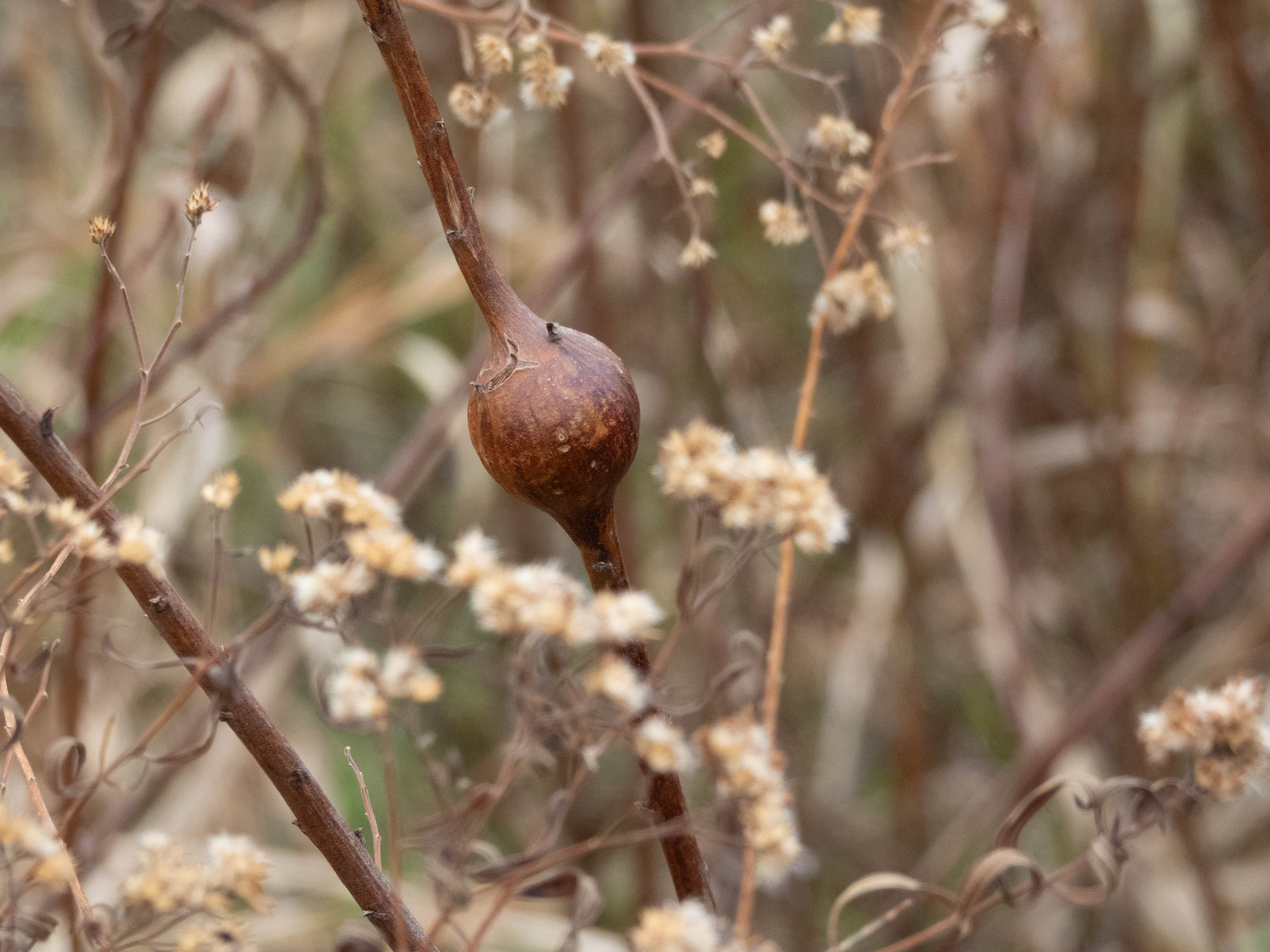 Unedited version of Kind of like the other stem that pulsated out, but this one is still intact.