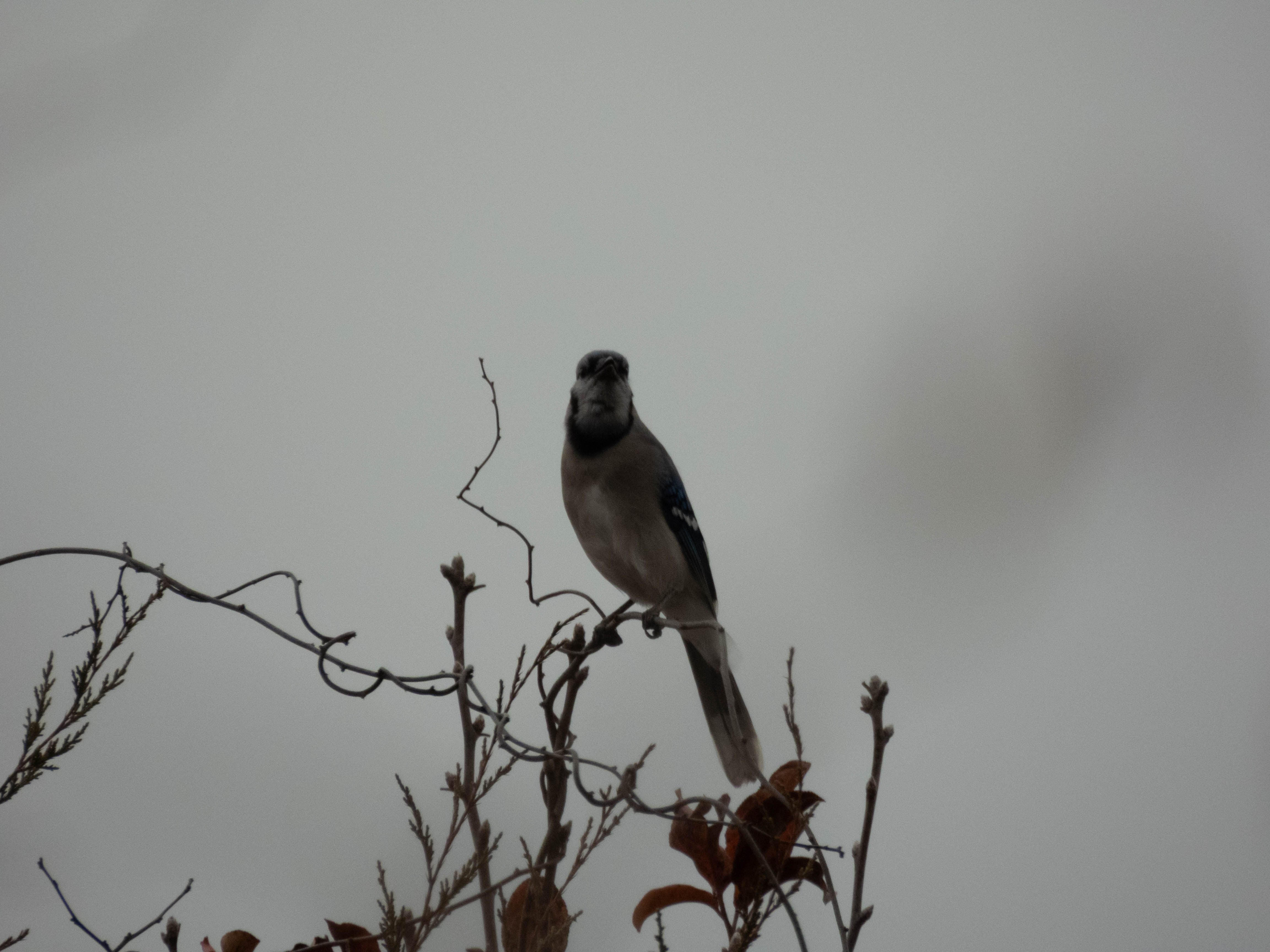 Unedited version of Blue Jay