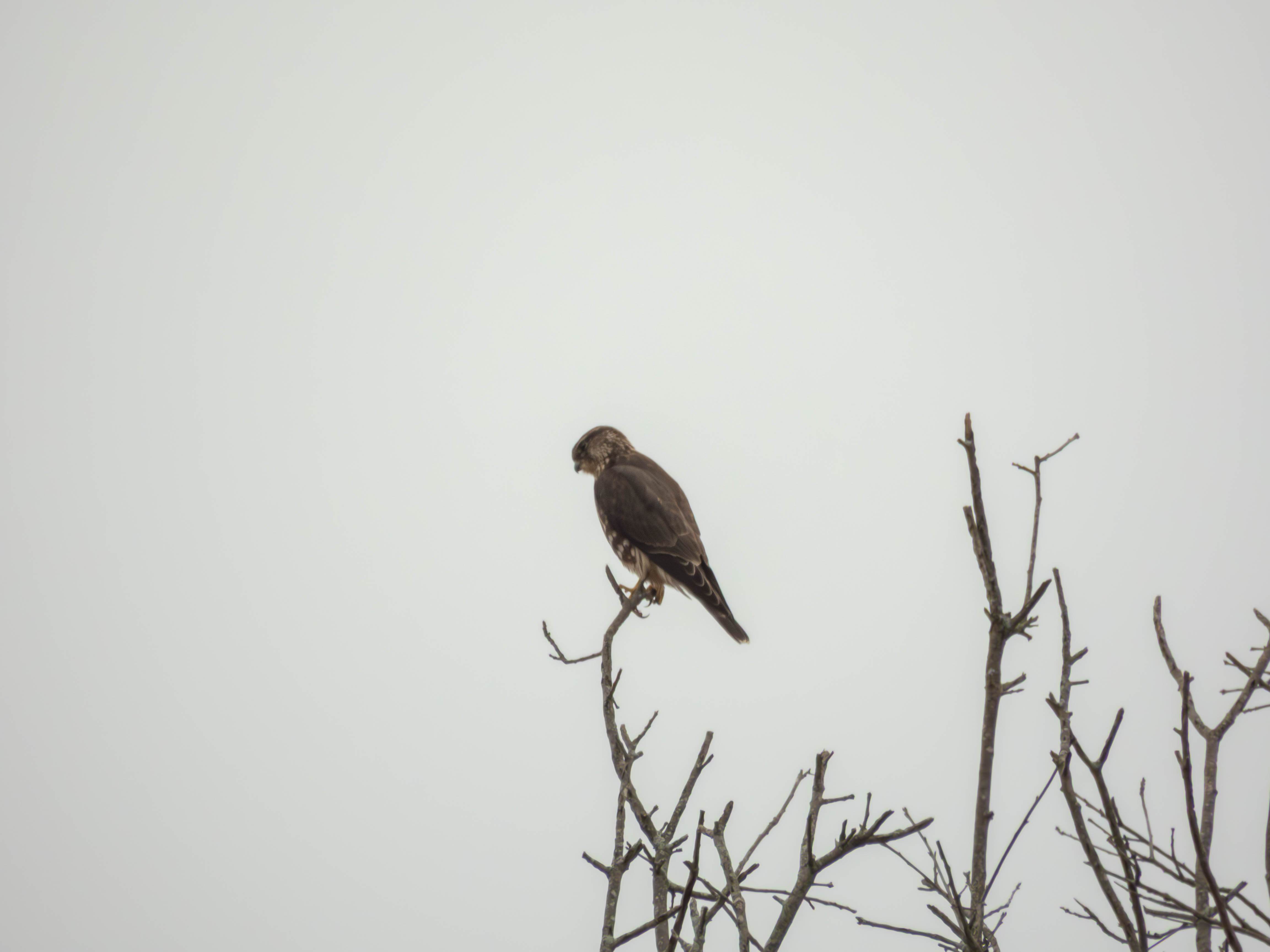 Merlin -- you can see its talons