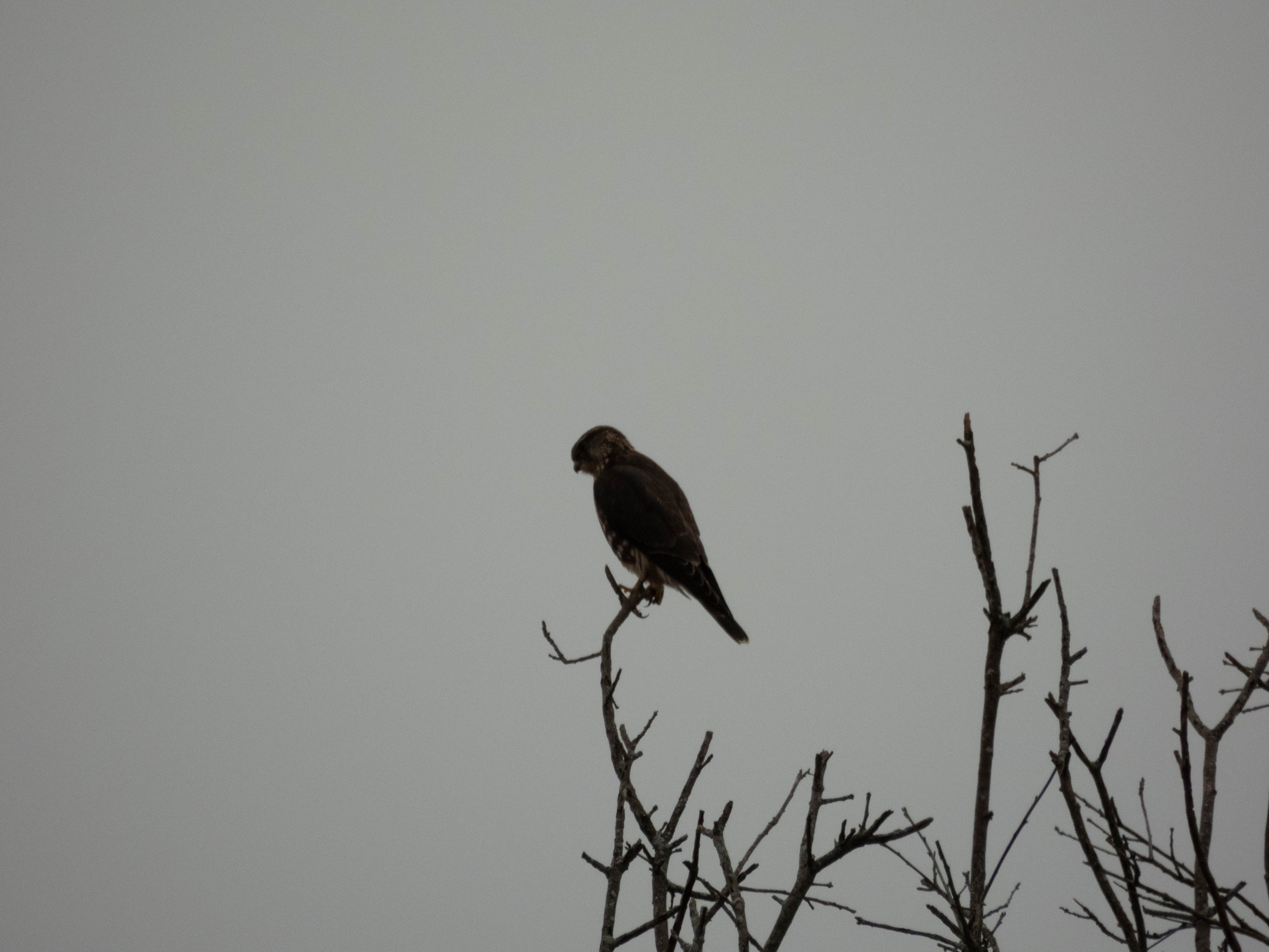 Unedited version of Merlin -- you can see its talons