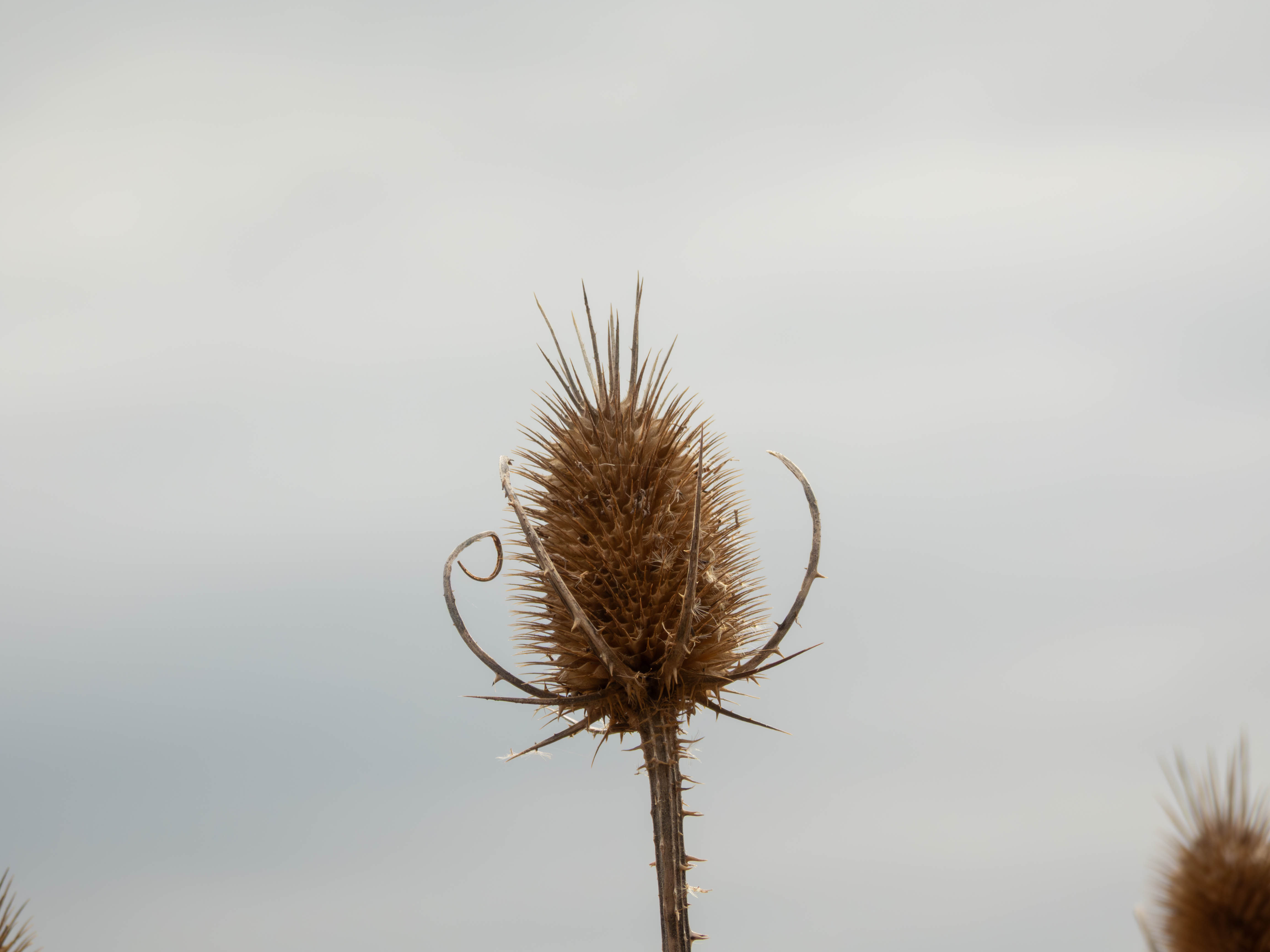 Weird pineapple cactus looking thing