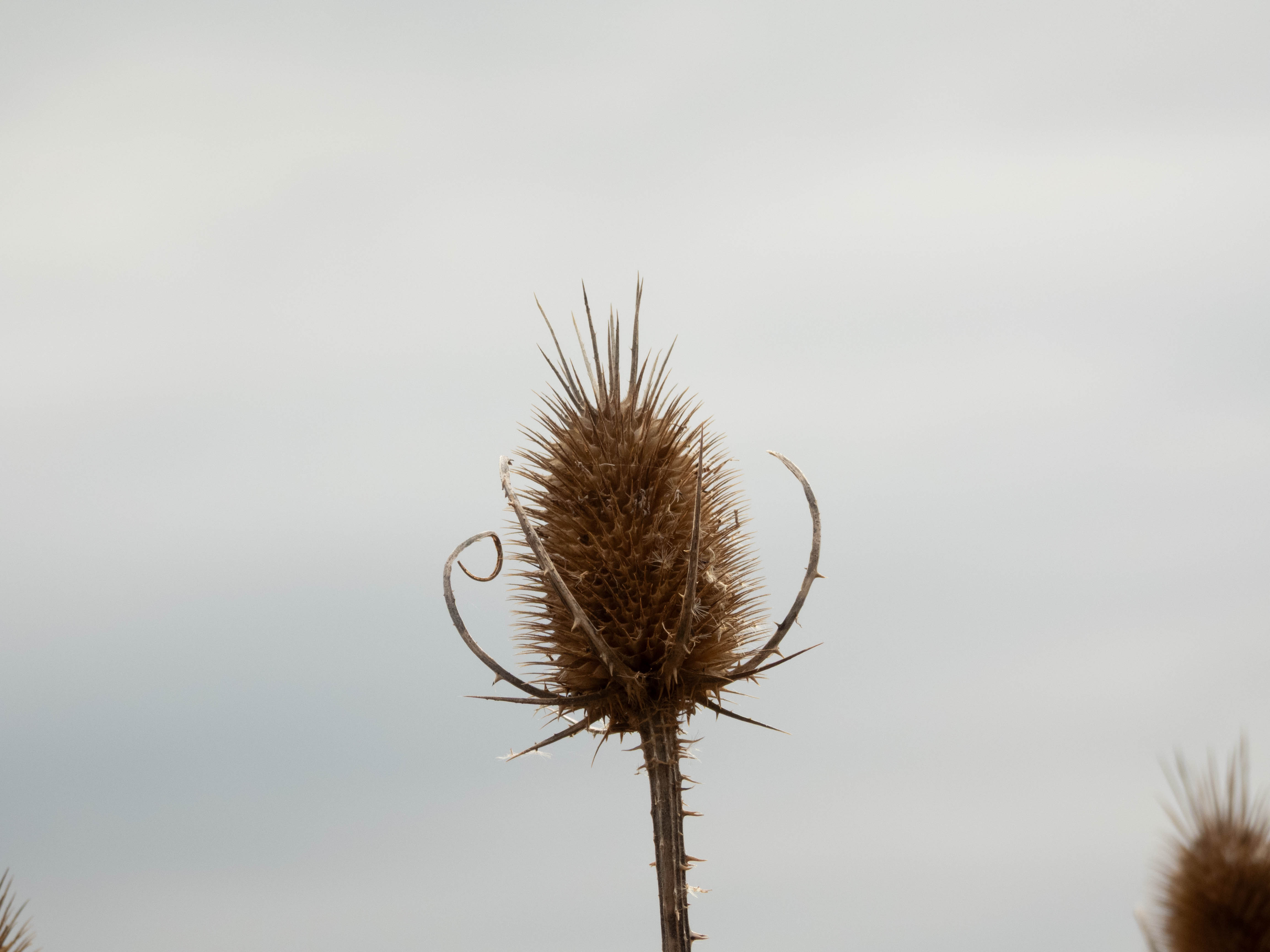 Unedited version of Weird pineapple cactus looking thing