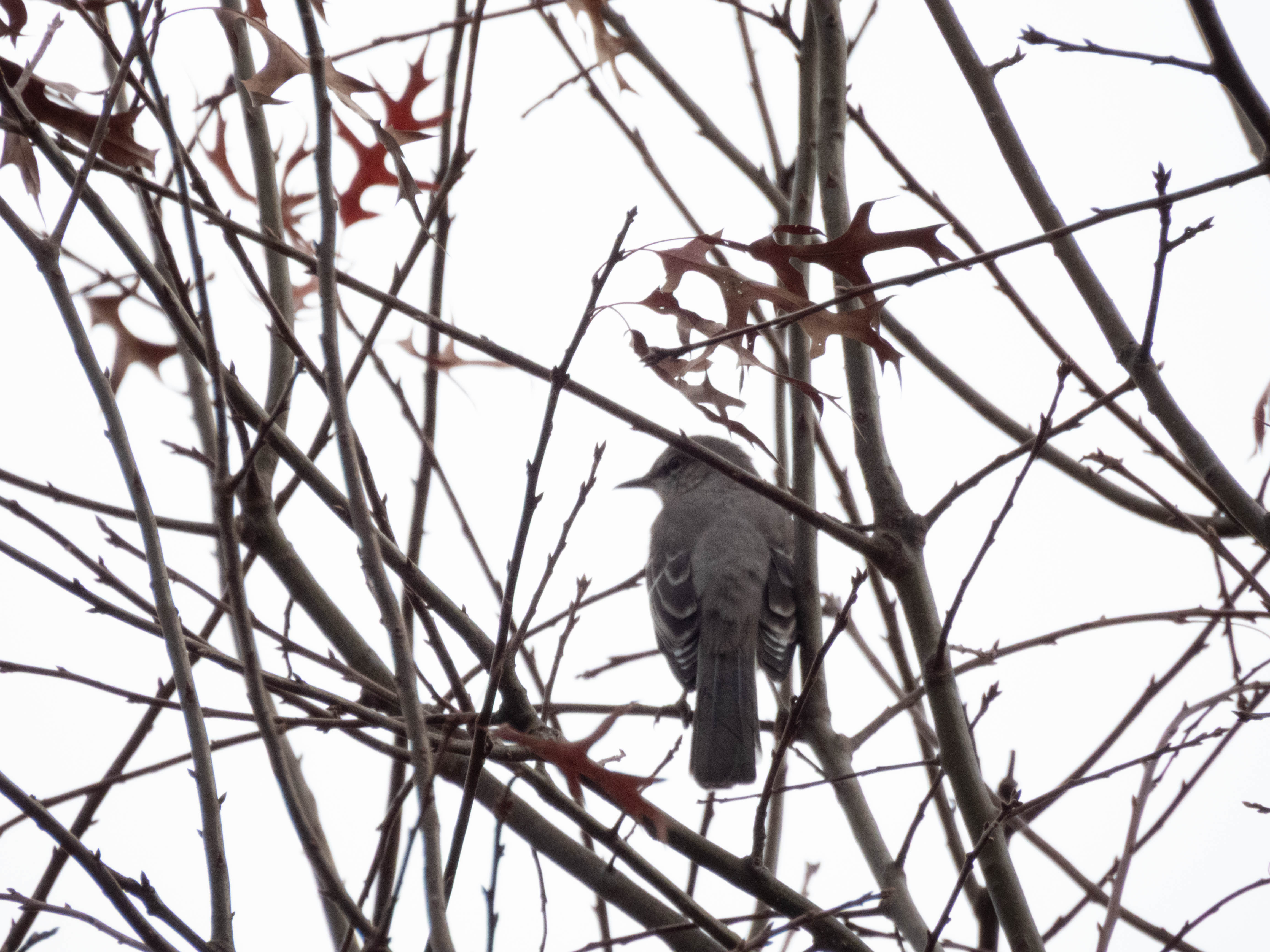 Unedited version of Mockingbird