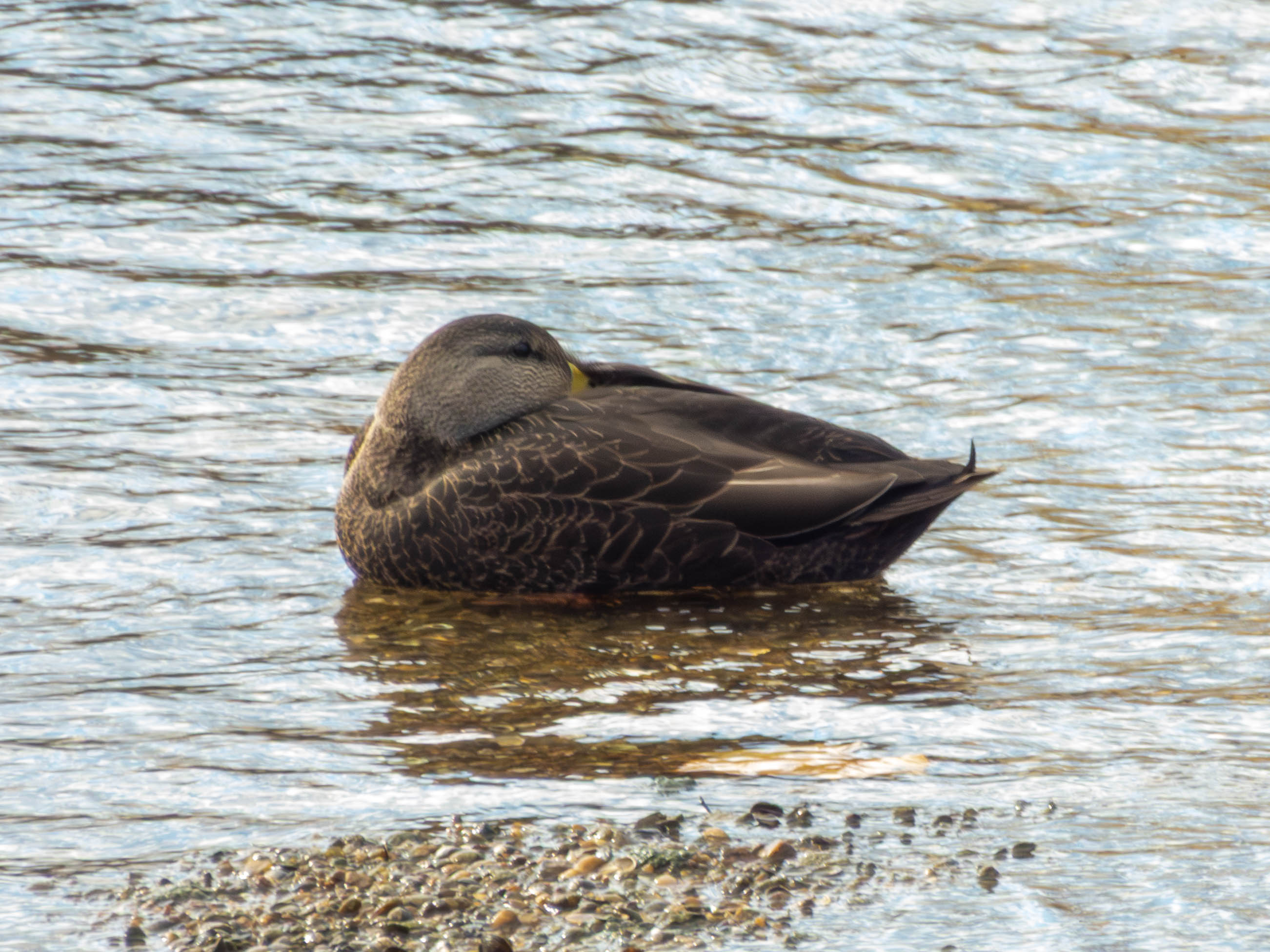 American Black Duck. Kind of looks like a female mallard. Has a darker color, head dark too. Not sure if those are the only distinguishing factors.