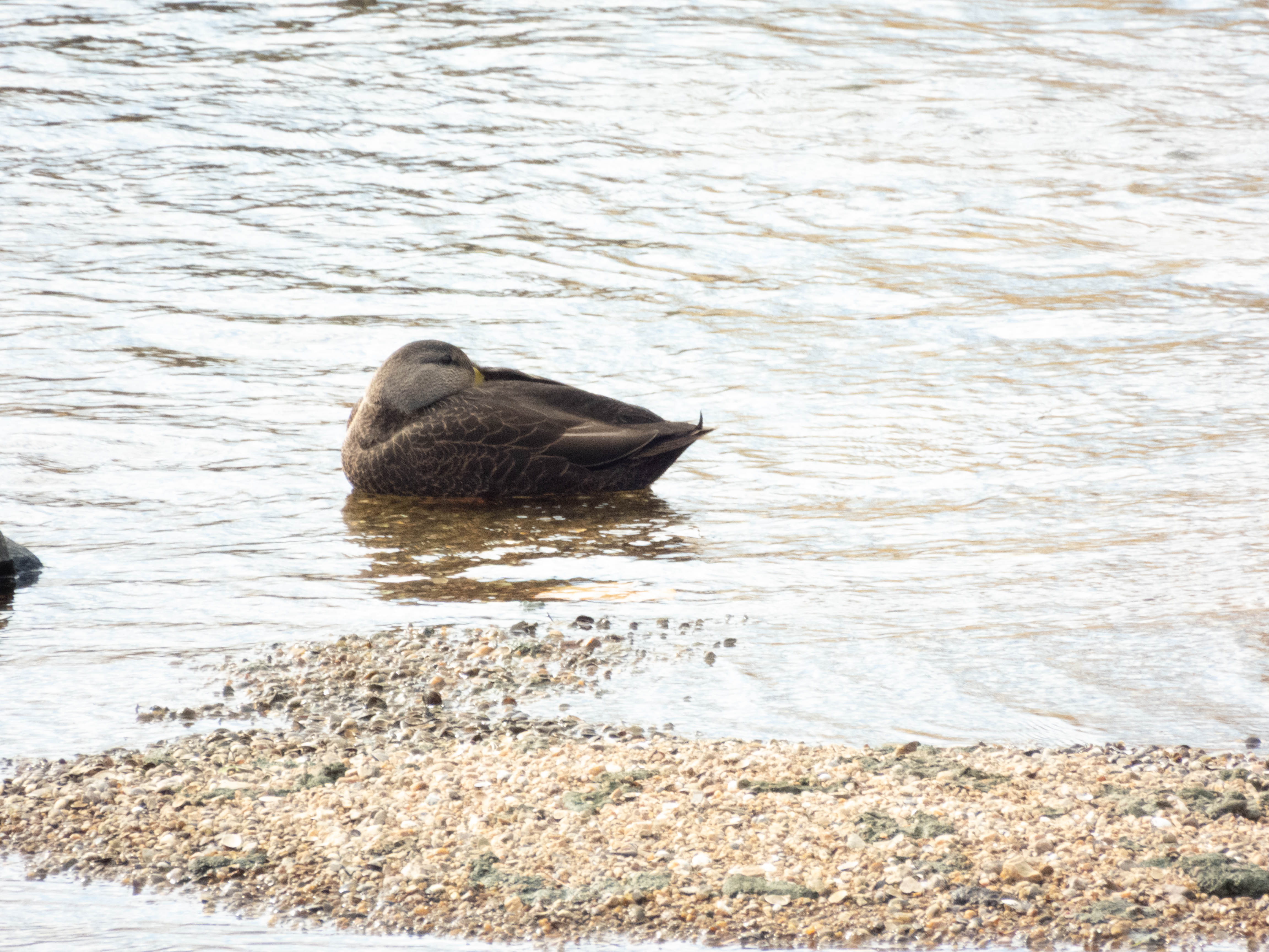 Unedited version of American Black Duck. Kind of looks like a female mallard. Has a darker color, head dark too. Not sure if those are the only distinguishing factors.