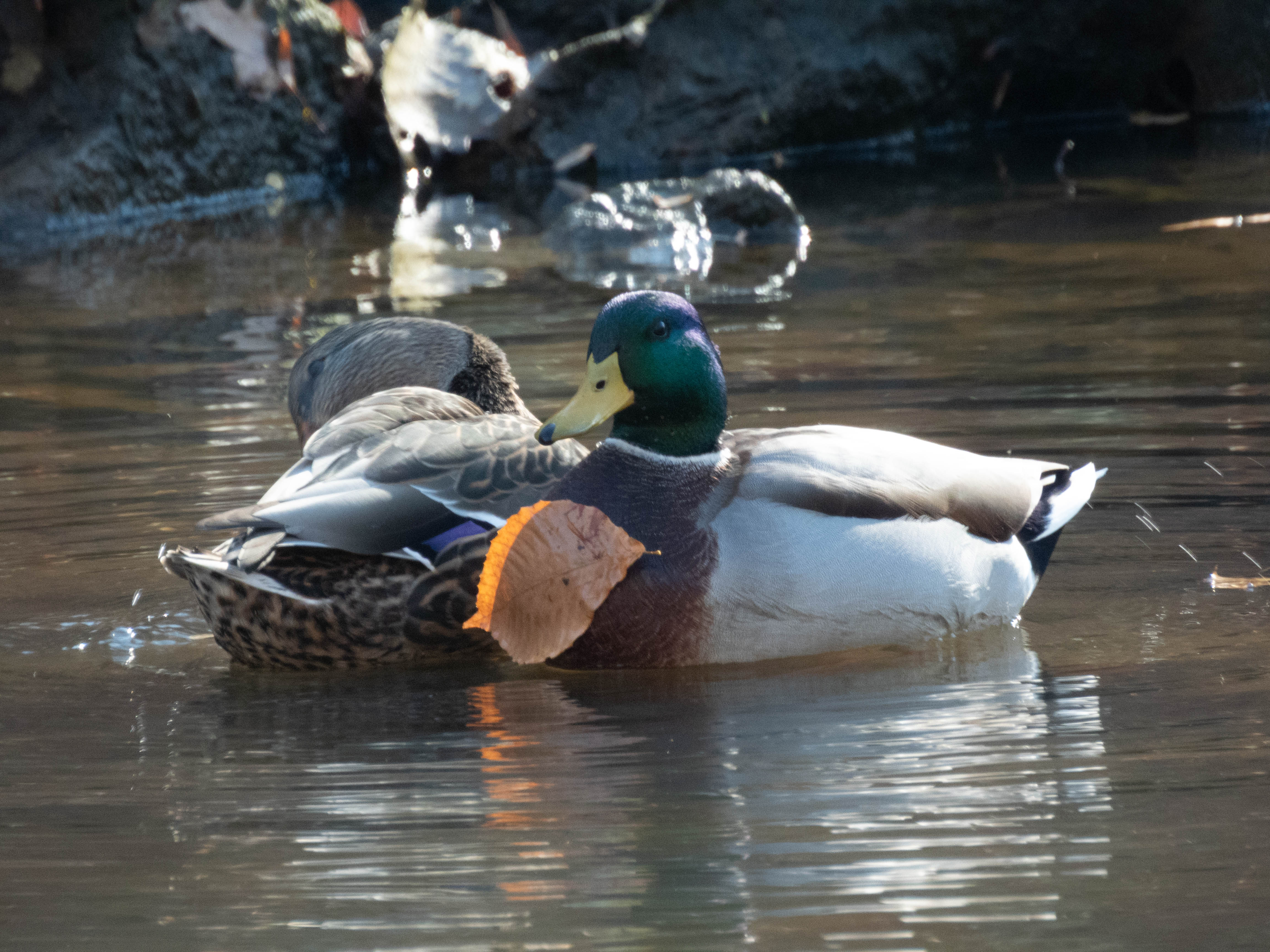 Unedited version of Cute pair of mallards, one with a leaf stuck to its breast. Also, you can see the blue wingbar