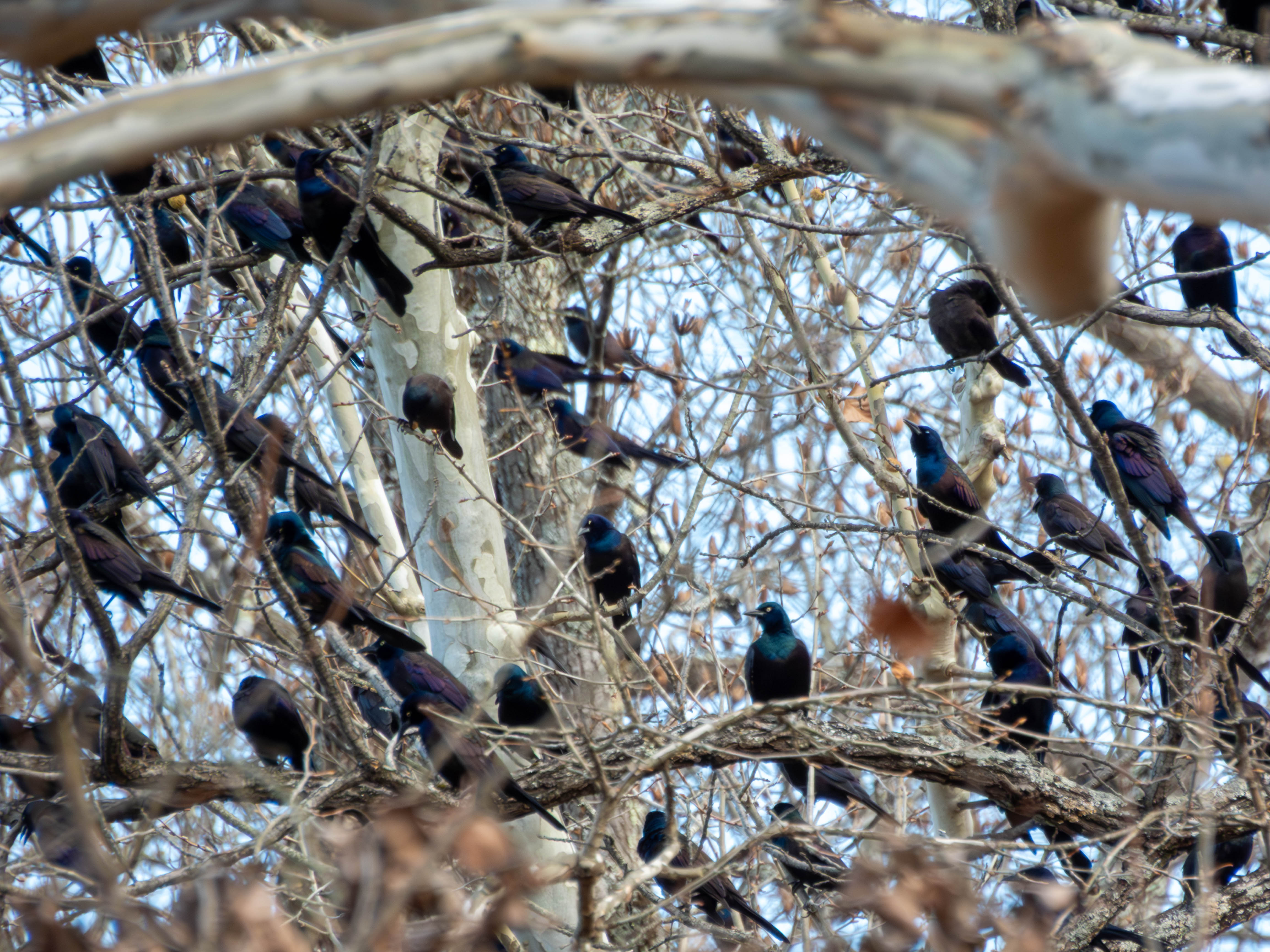 Bunch of Grackles. Cool color.
