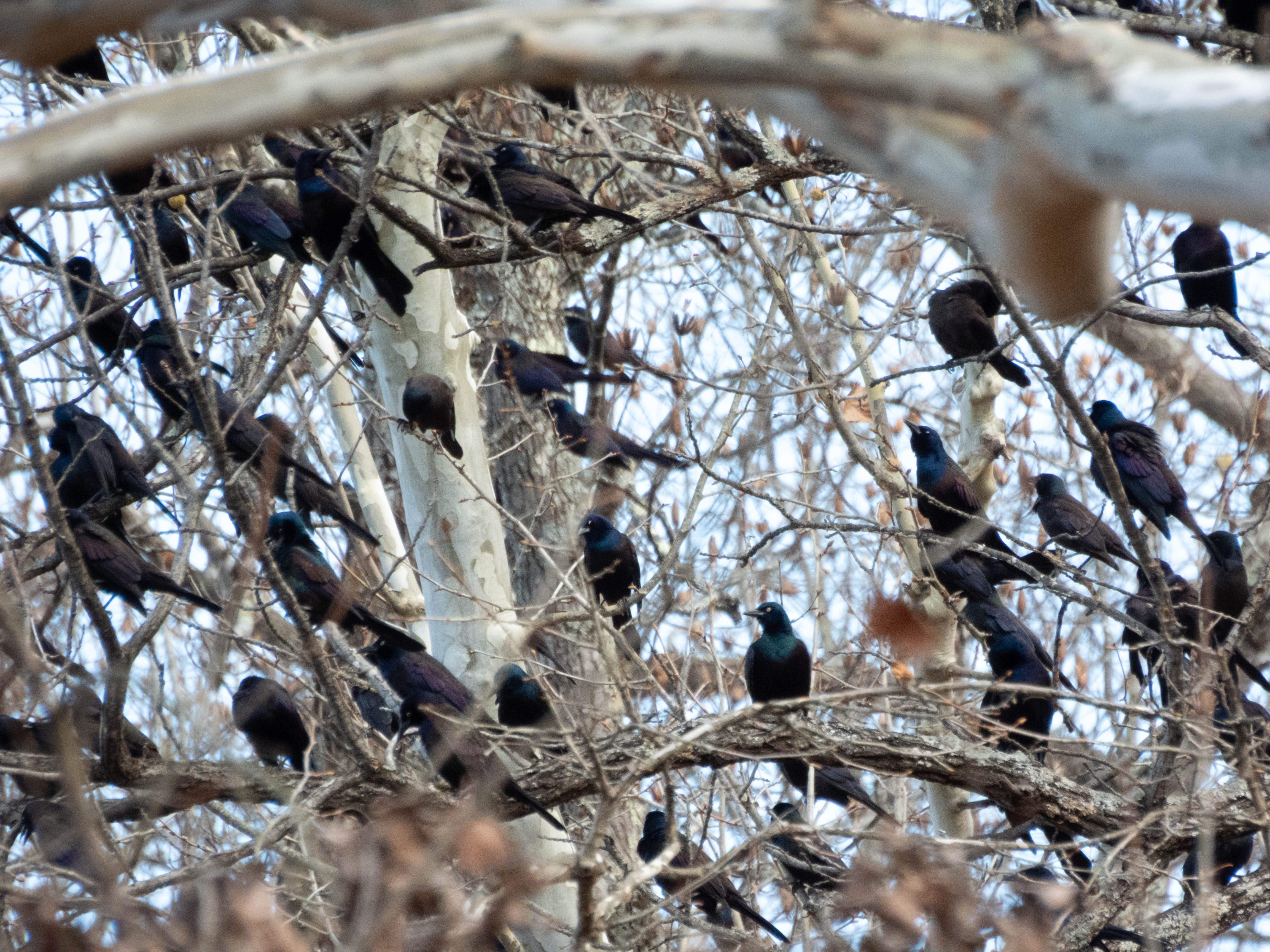 Unedited version of Bunch of Grackles. Cool color.