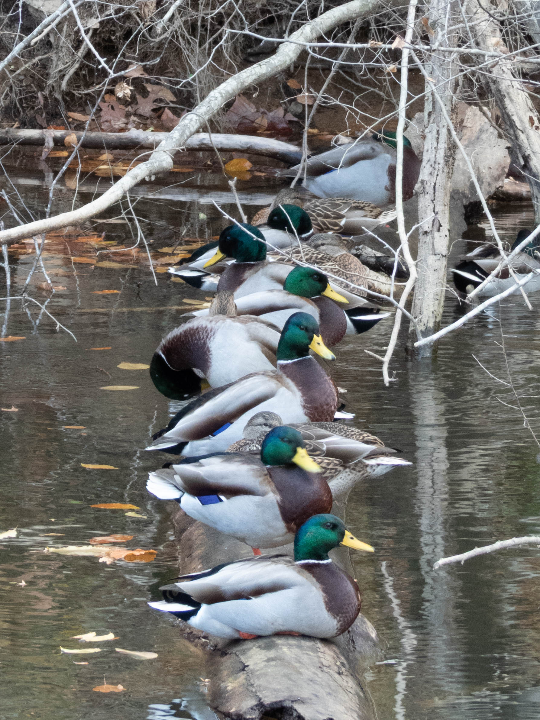 Unedited version of Ducks in a line