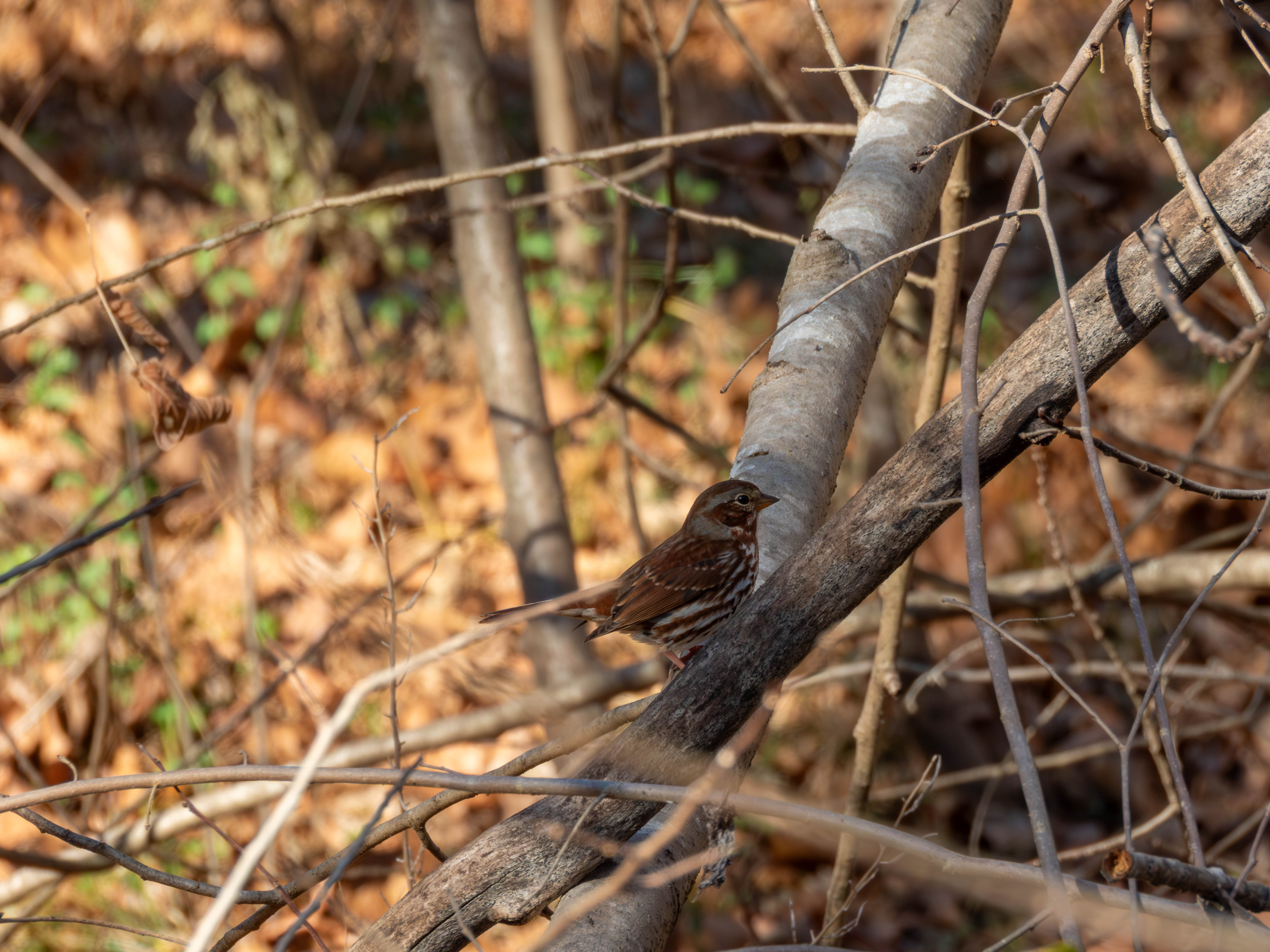 Fox Sparrow (red edition)