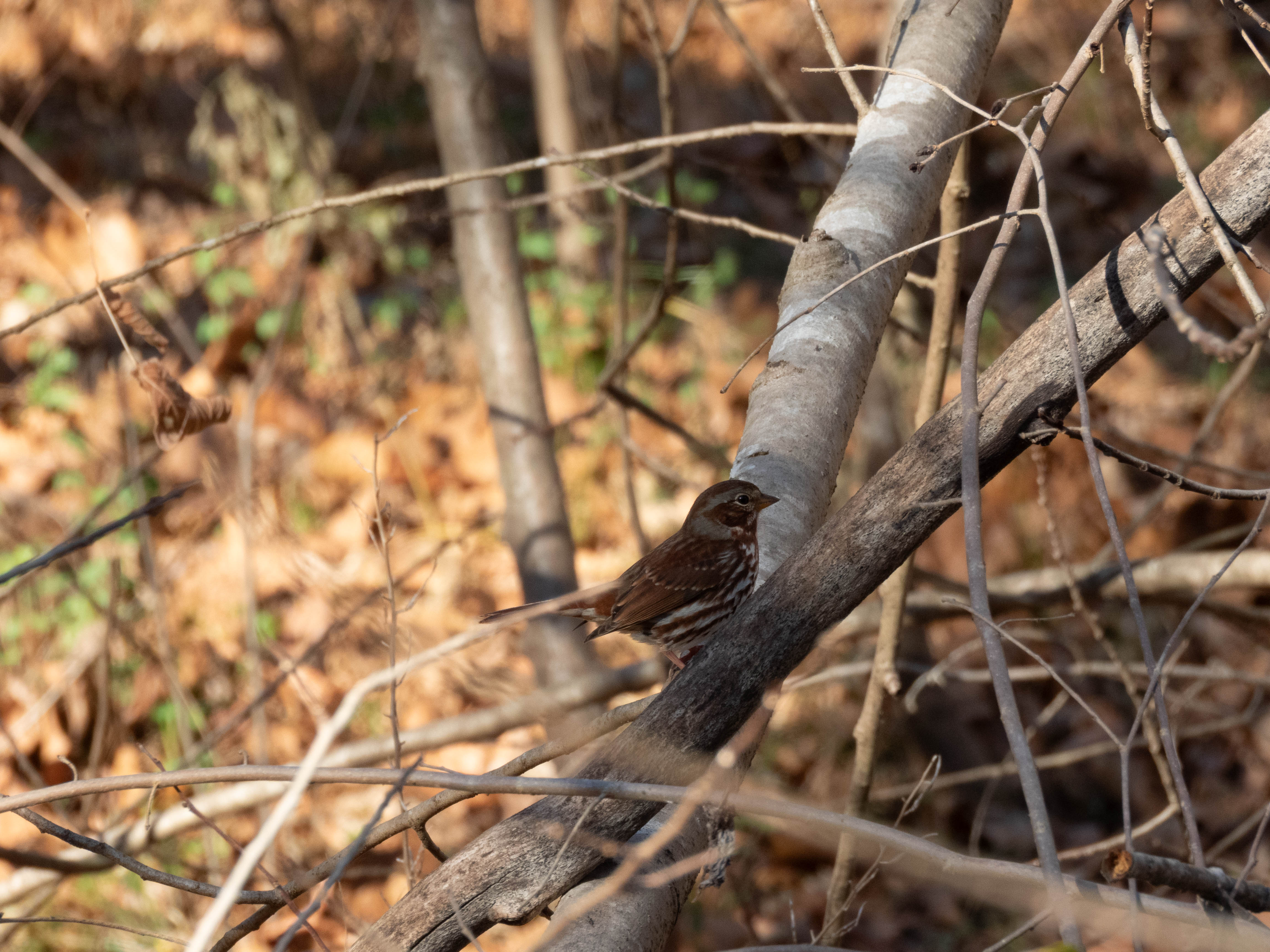 Unedited version of Fox Sparrow (red edition)