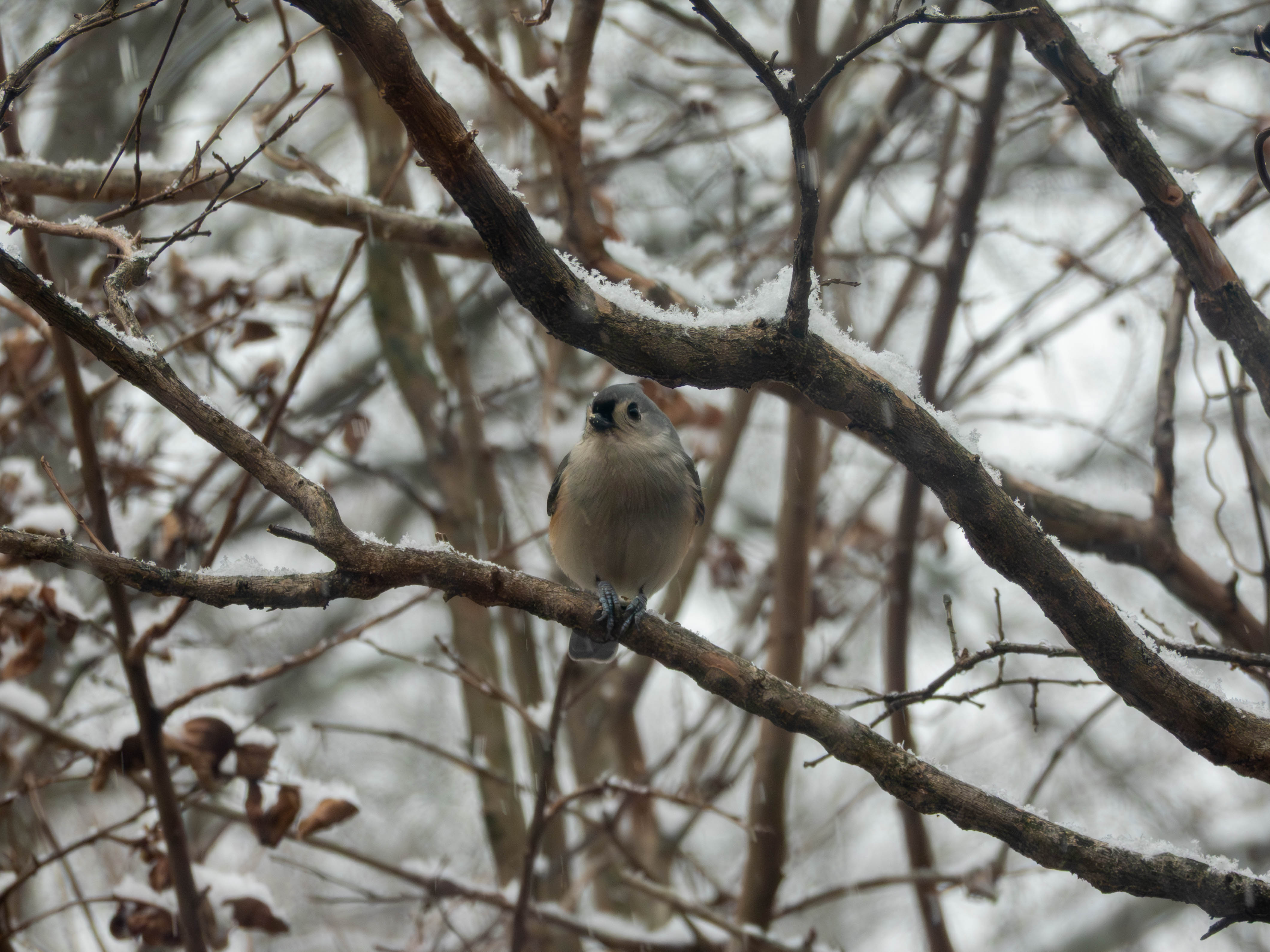 Tufted Titmouse on a snowy day.