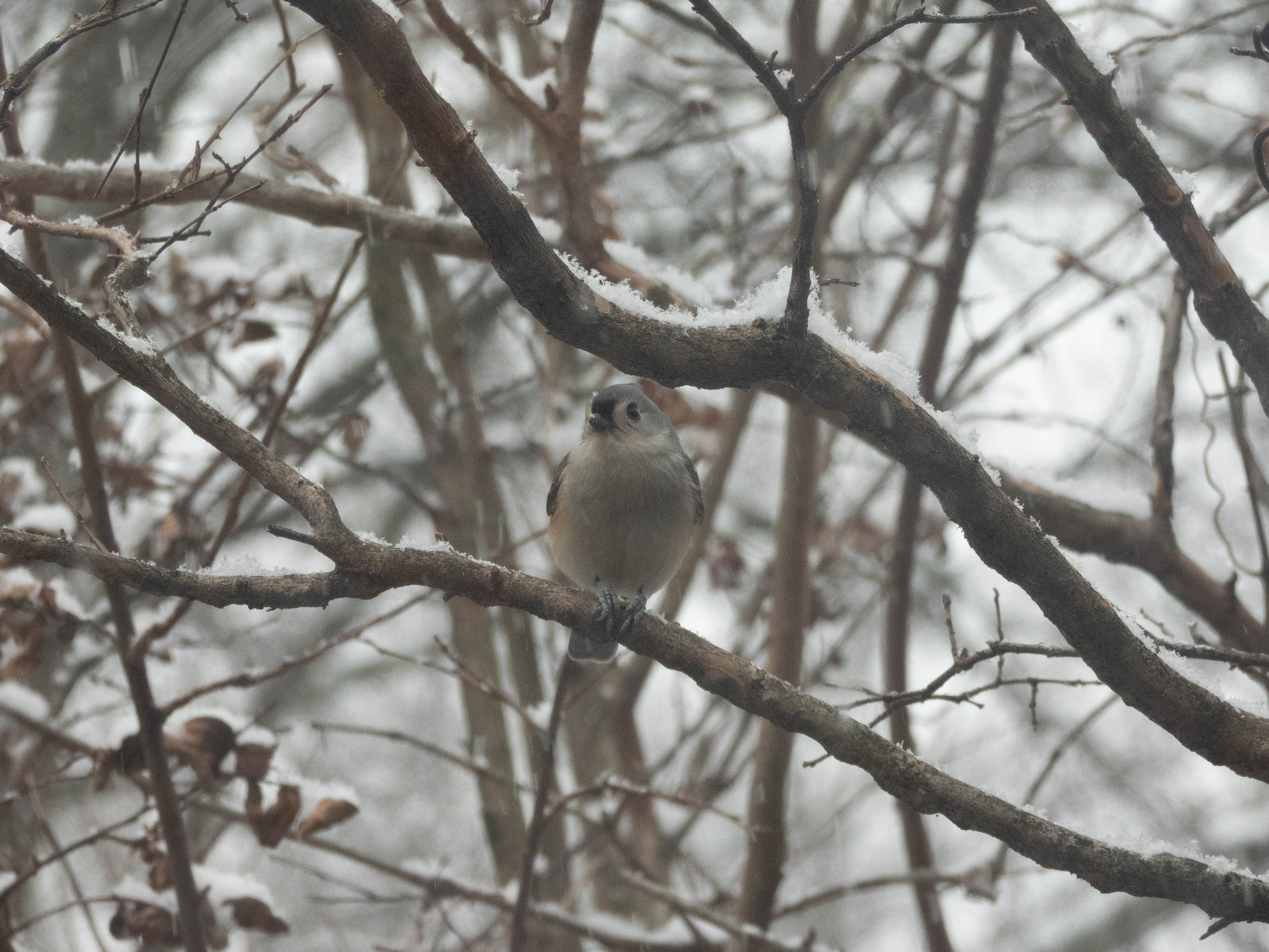 Unedited version of Tufted Titmouse on a snowy day.