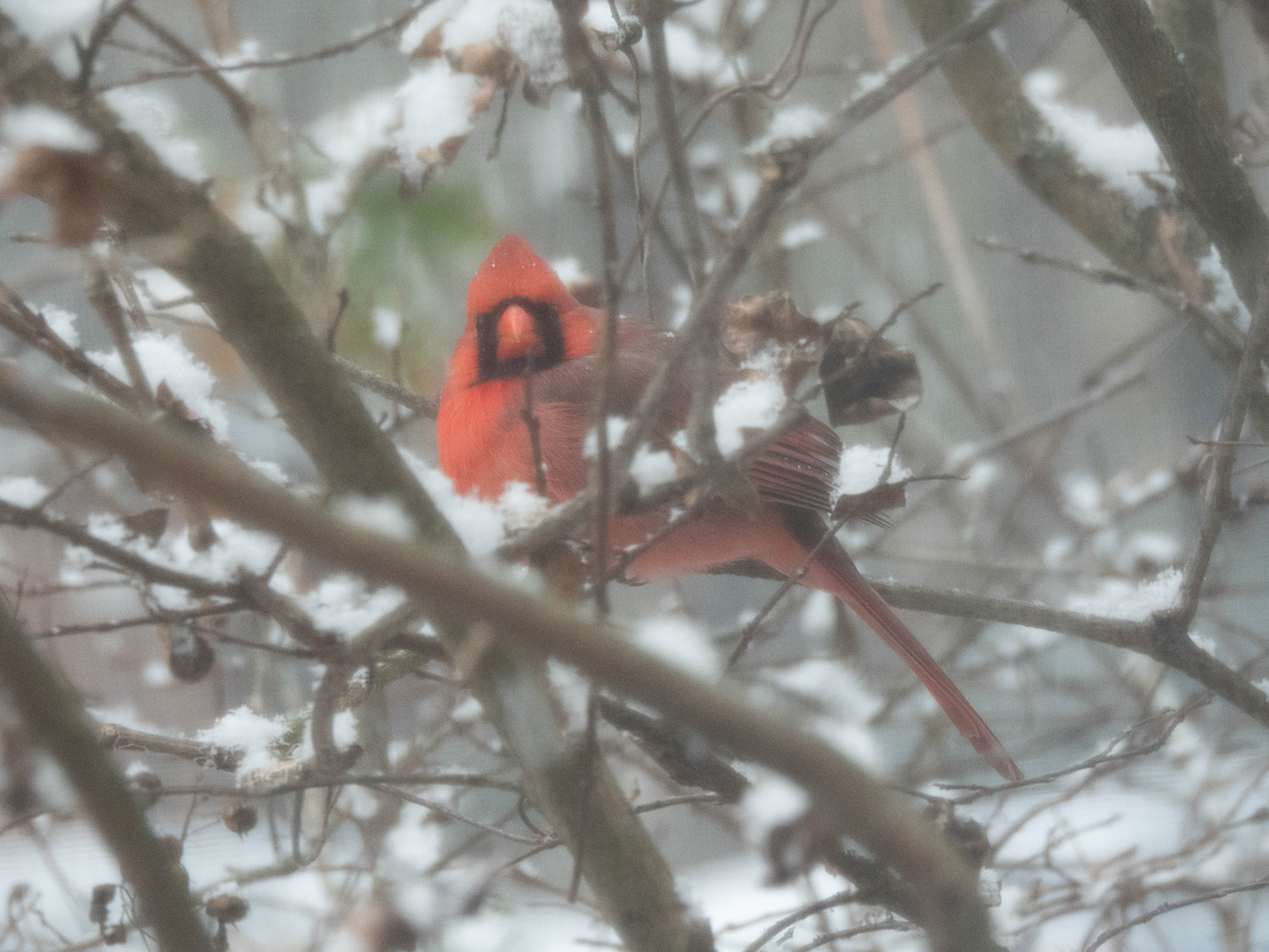 Unedited version of Cardinal