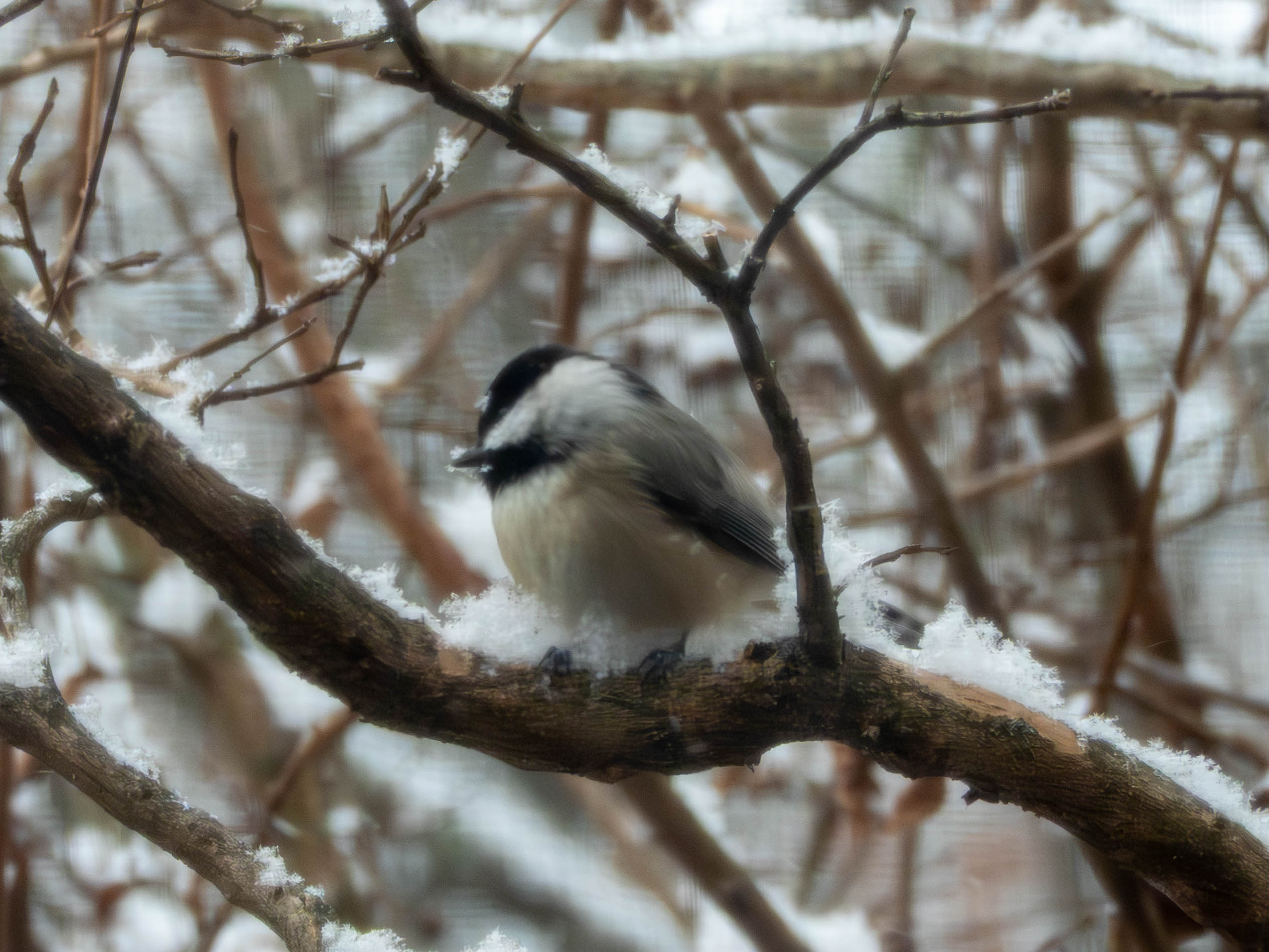 Carolina Chickadee -- artifacts are from the mesh in front of my window.
