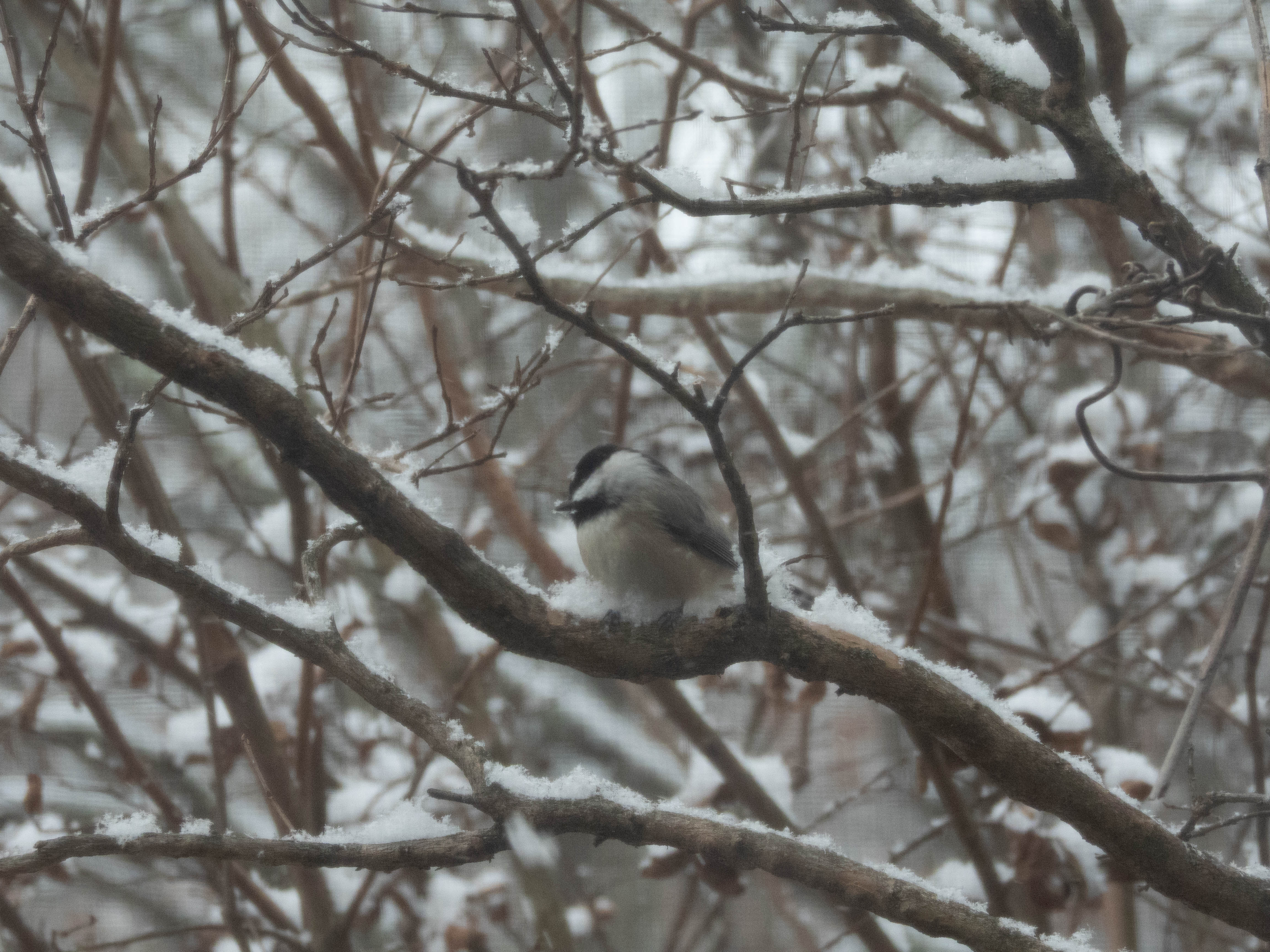 Unedited version of Carolina Chickadee -- artifacts are from the mesh in front of my window.