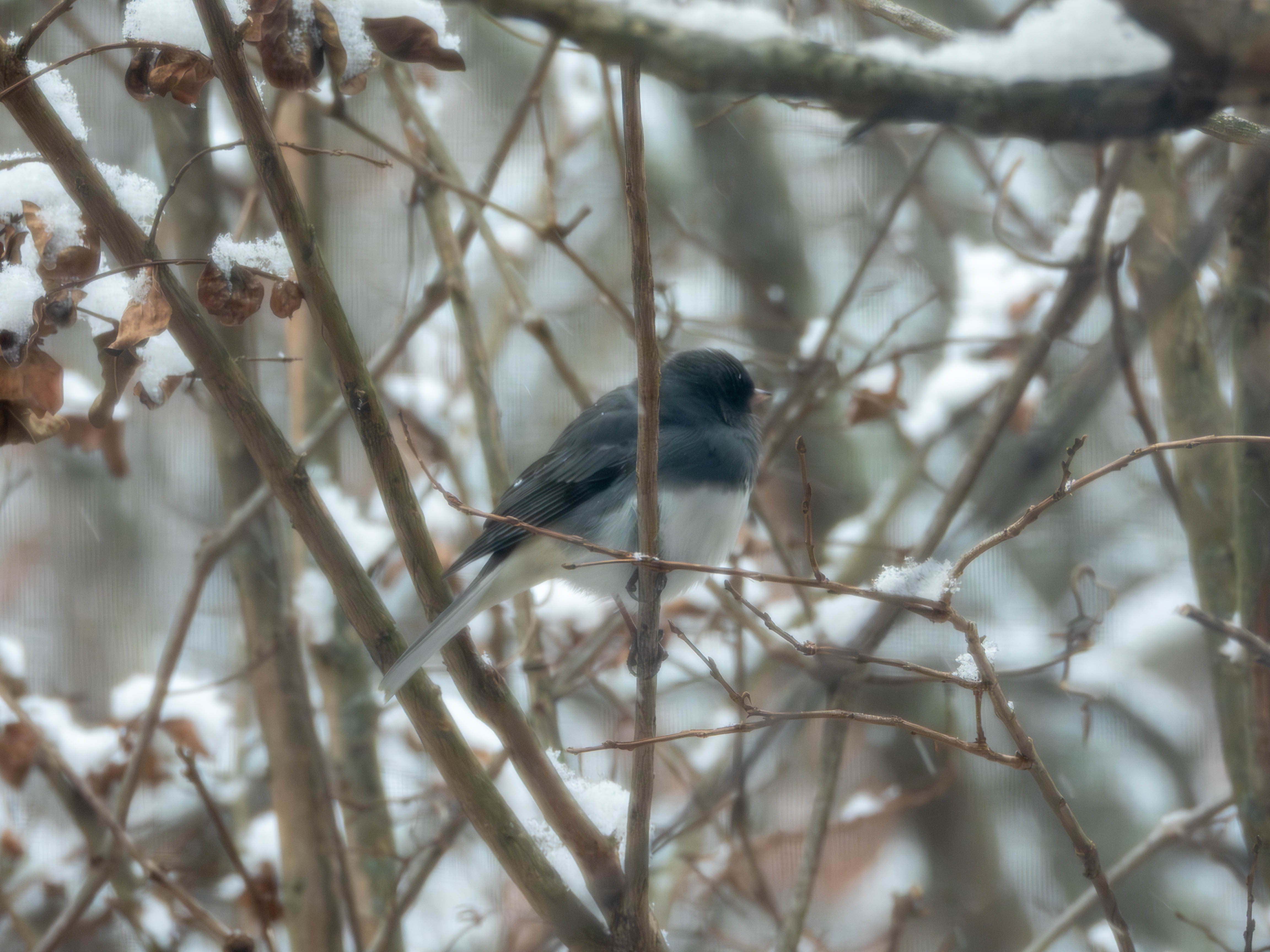 Dark-eye Junco (I think?). Artifacts are from the mesh in front of my window.