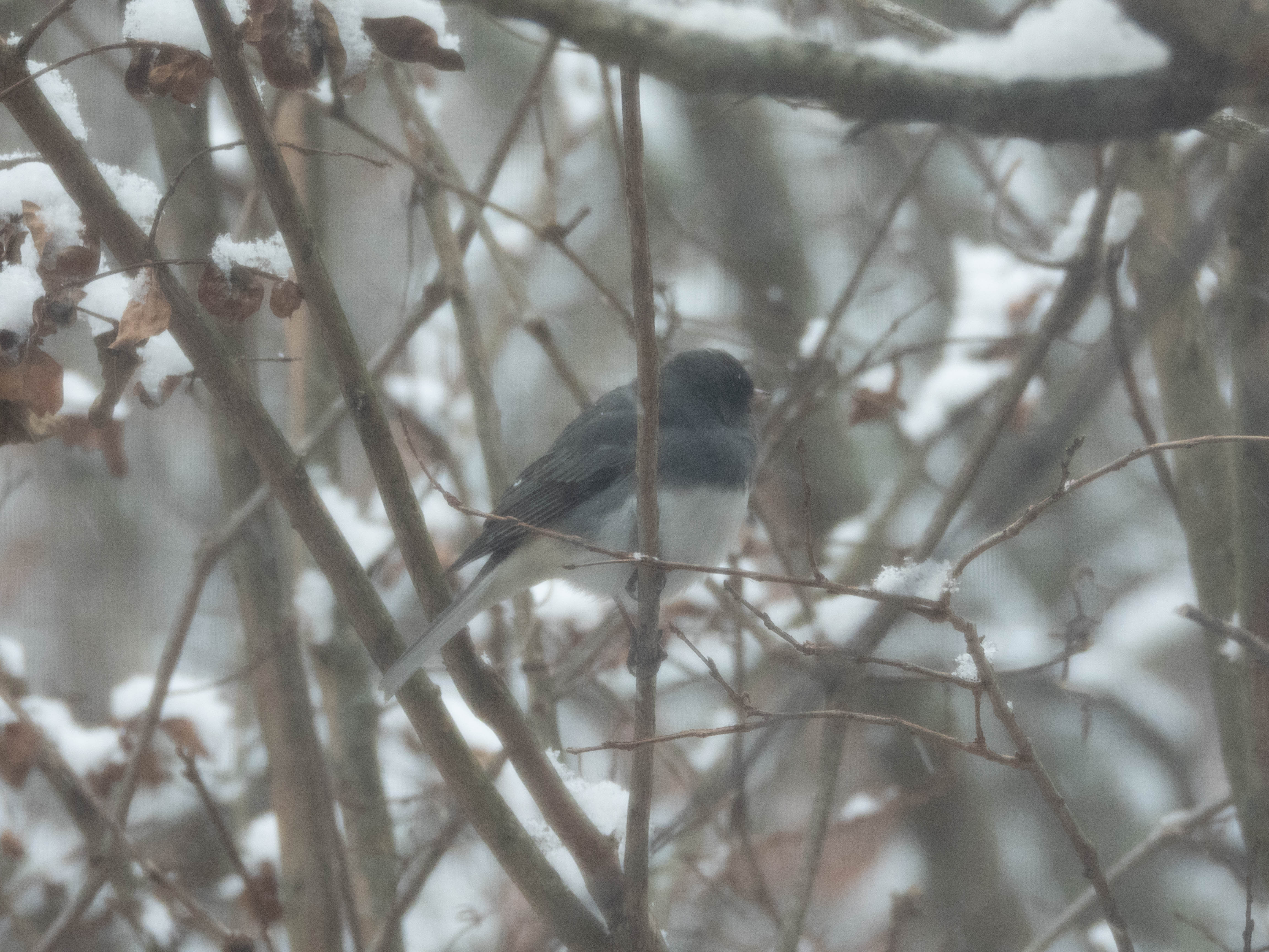 Unedited version of Dark-eye Junco (I think?). Artifacts are from the mesh in front of my window.