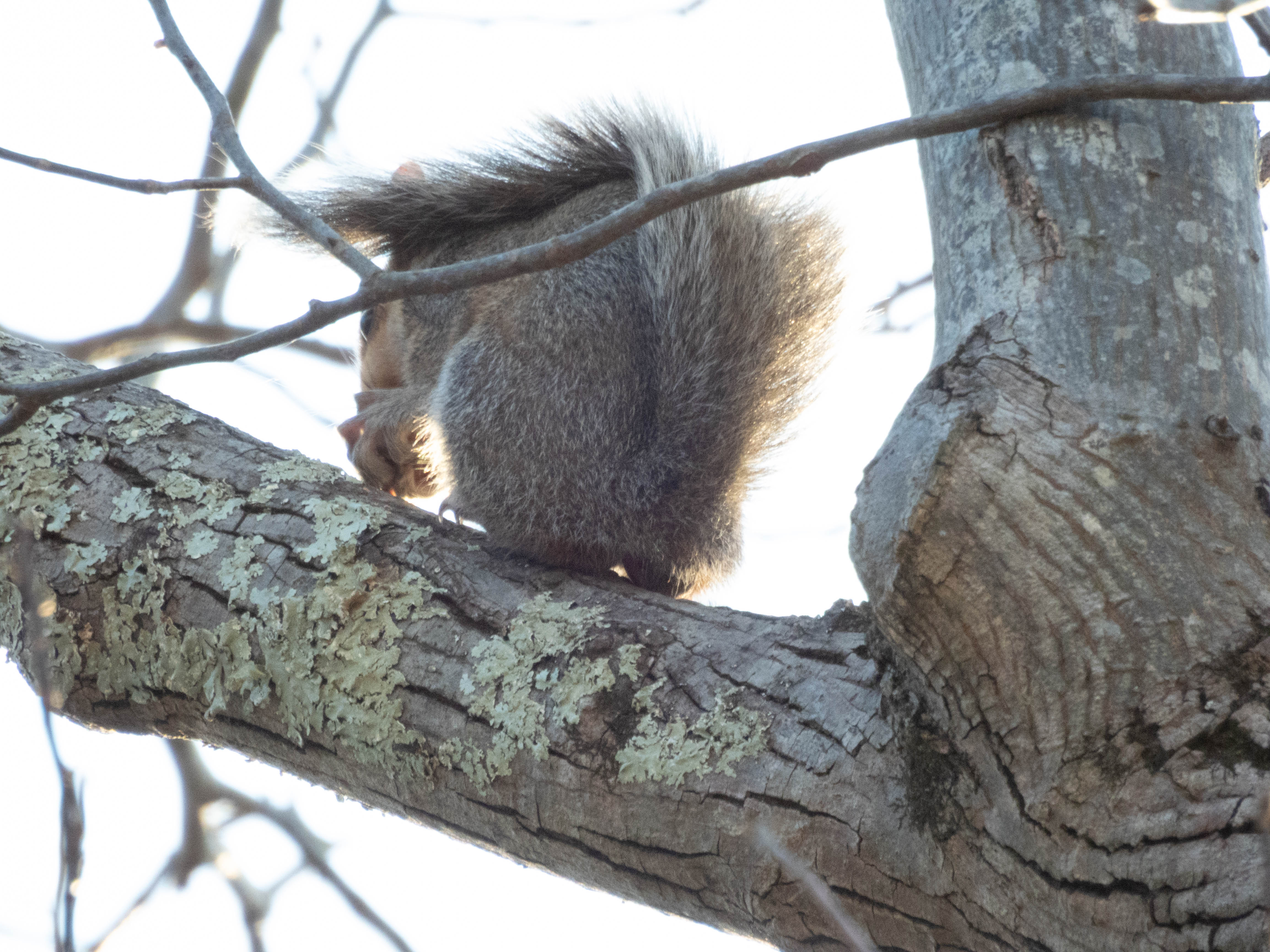 Unedited version of Squirrel eating nut