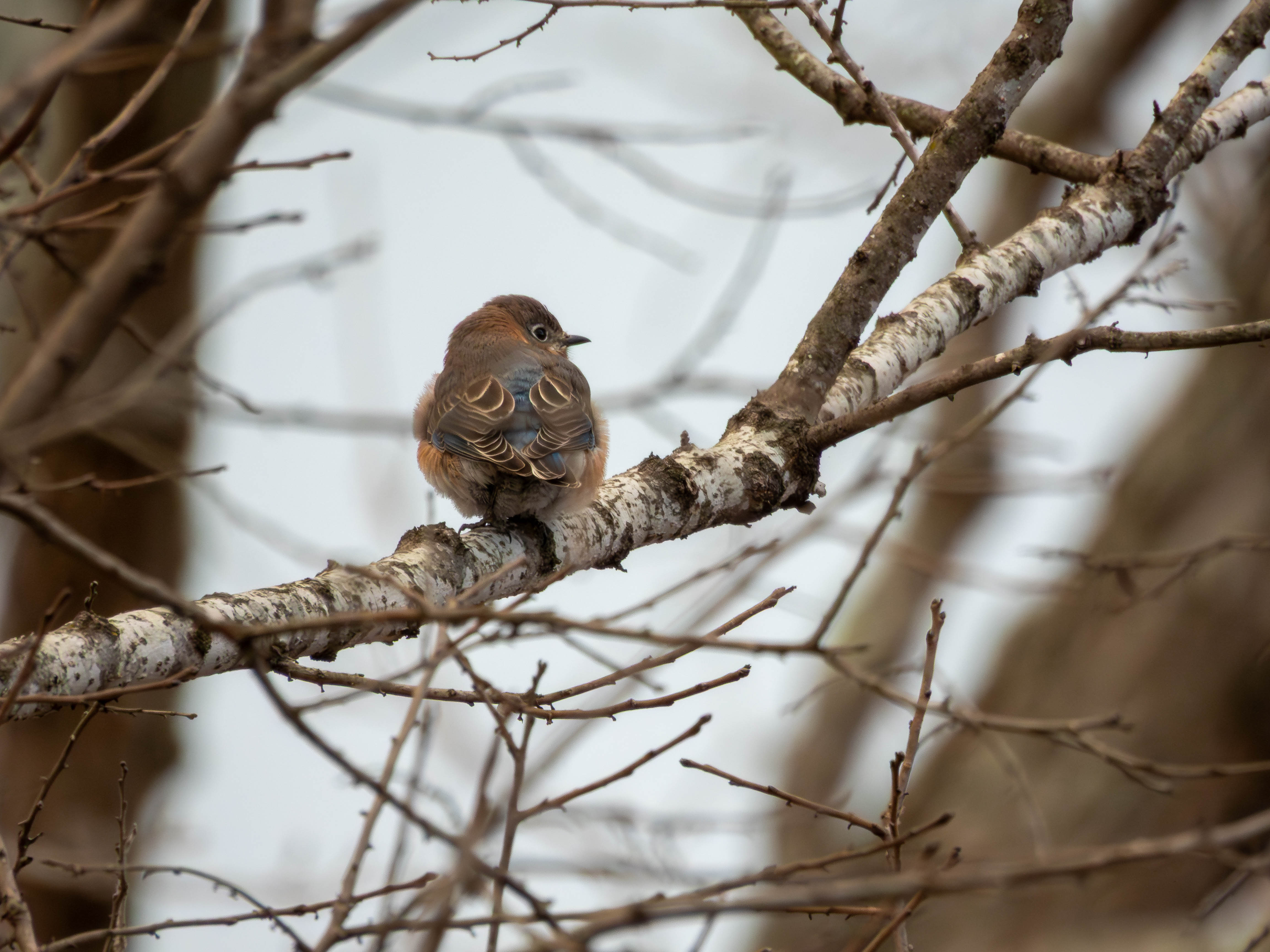Eastern Bluebird