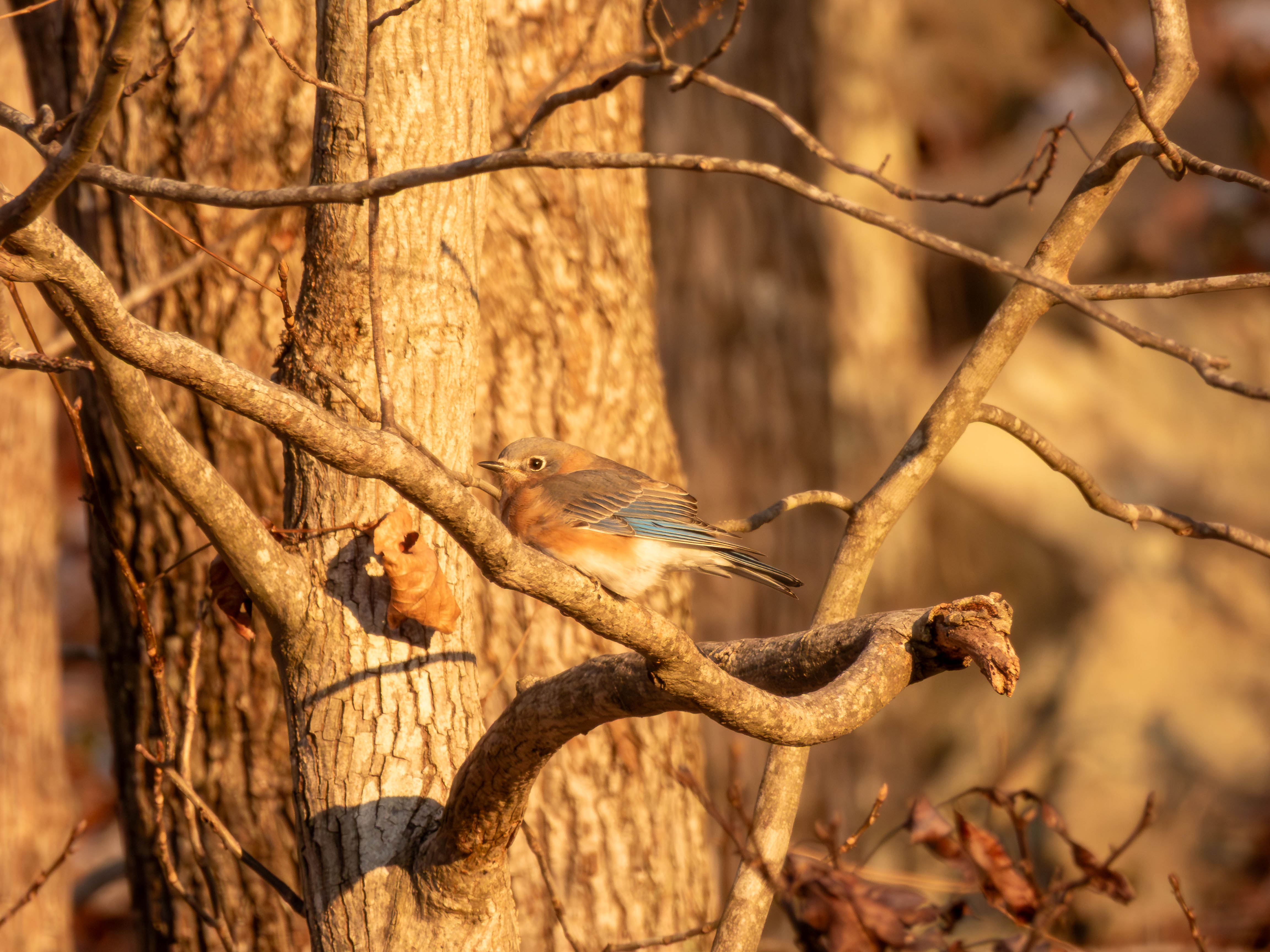 Eastern Bluebird