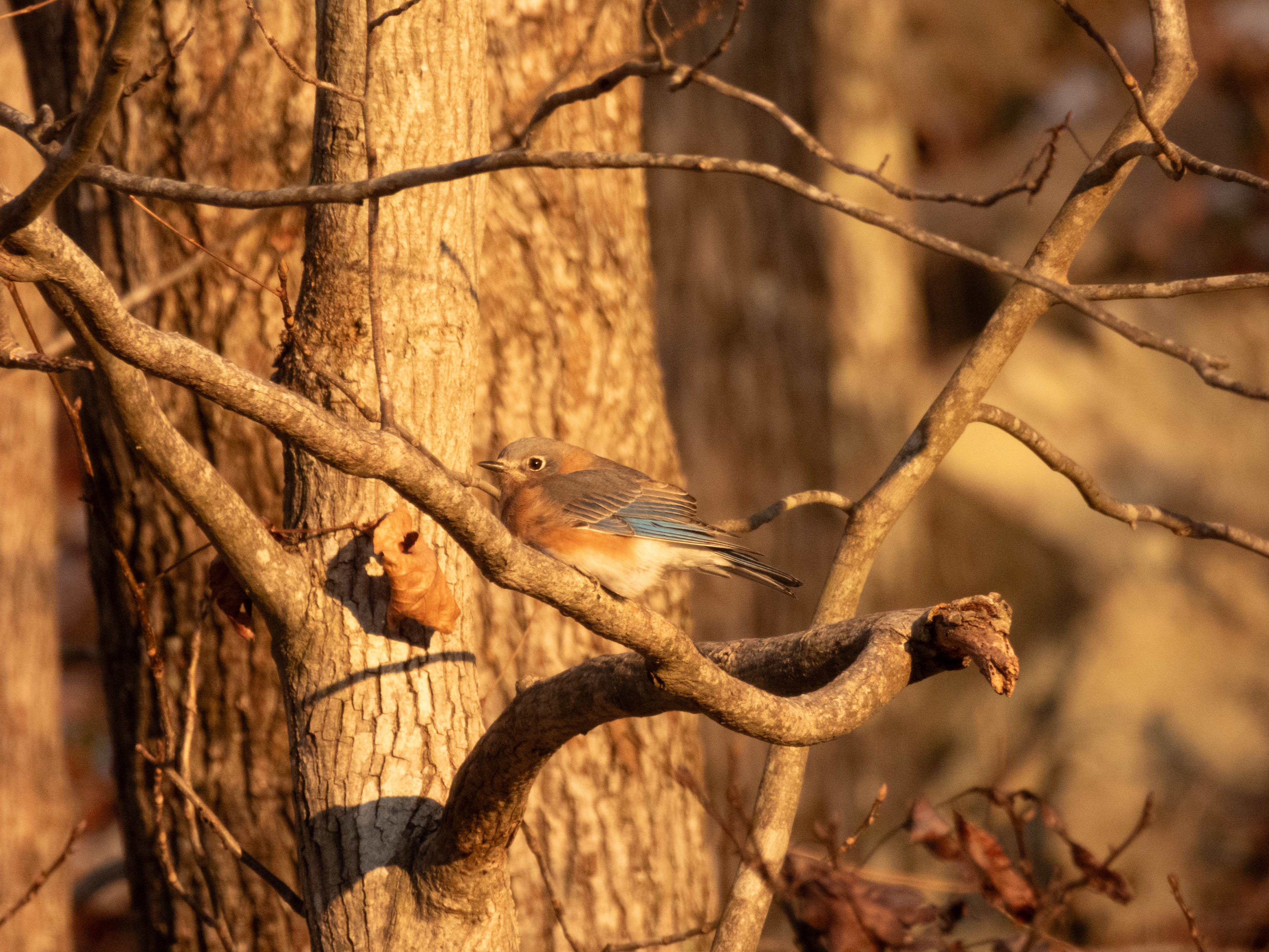 Unedited version of Eastern Bluebird