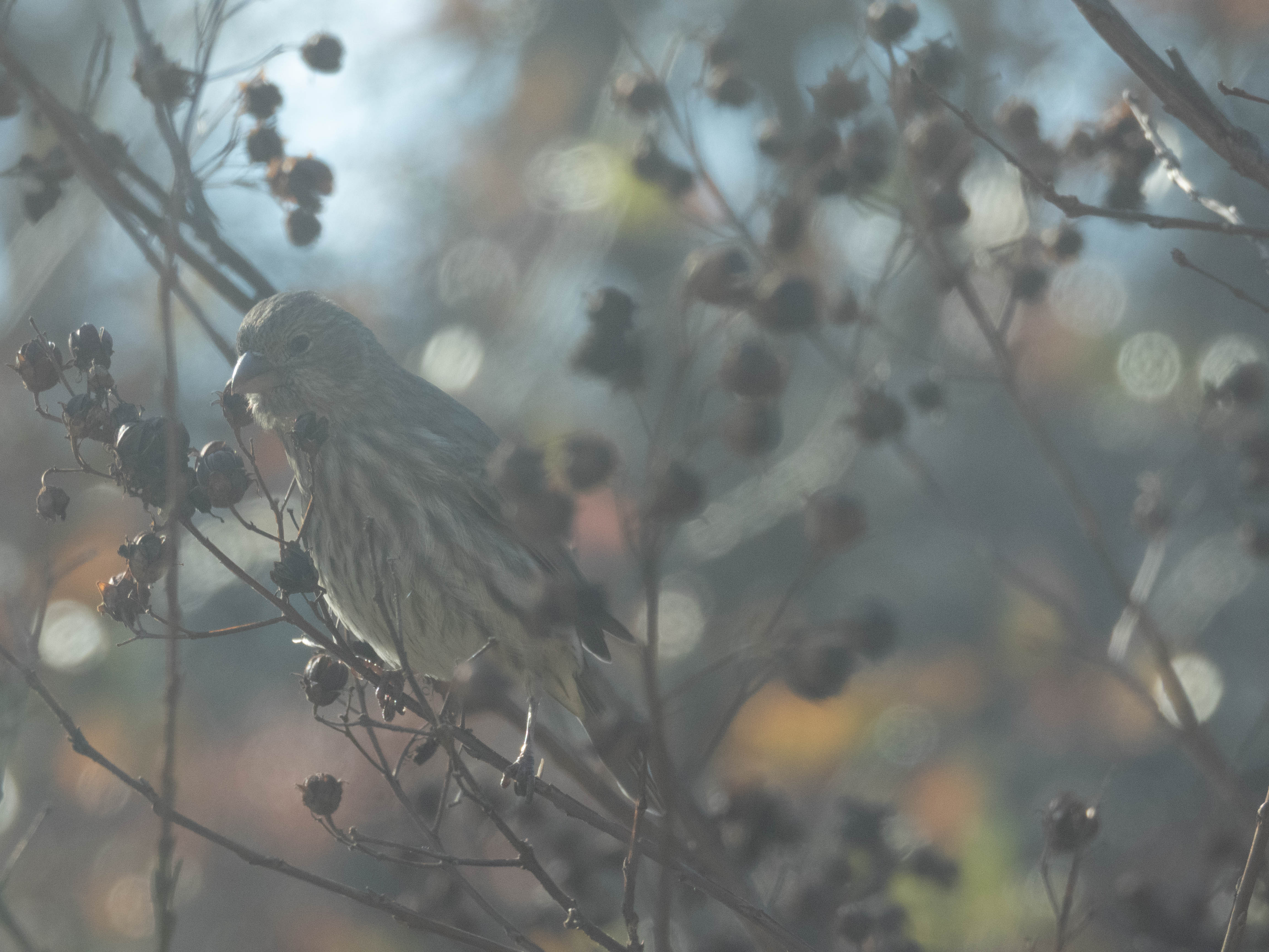 Unedited version of House finch in a tree