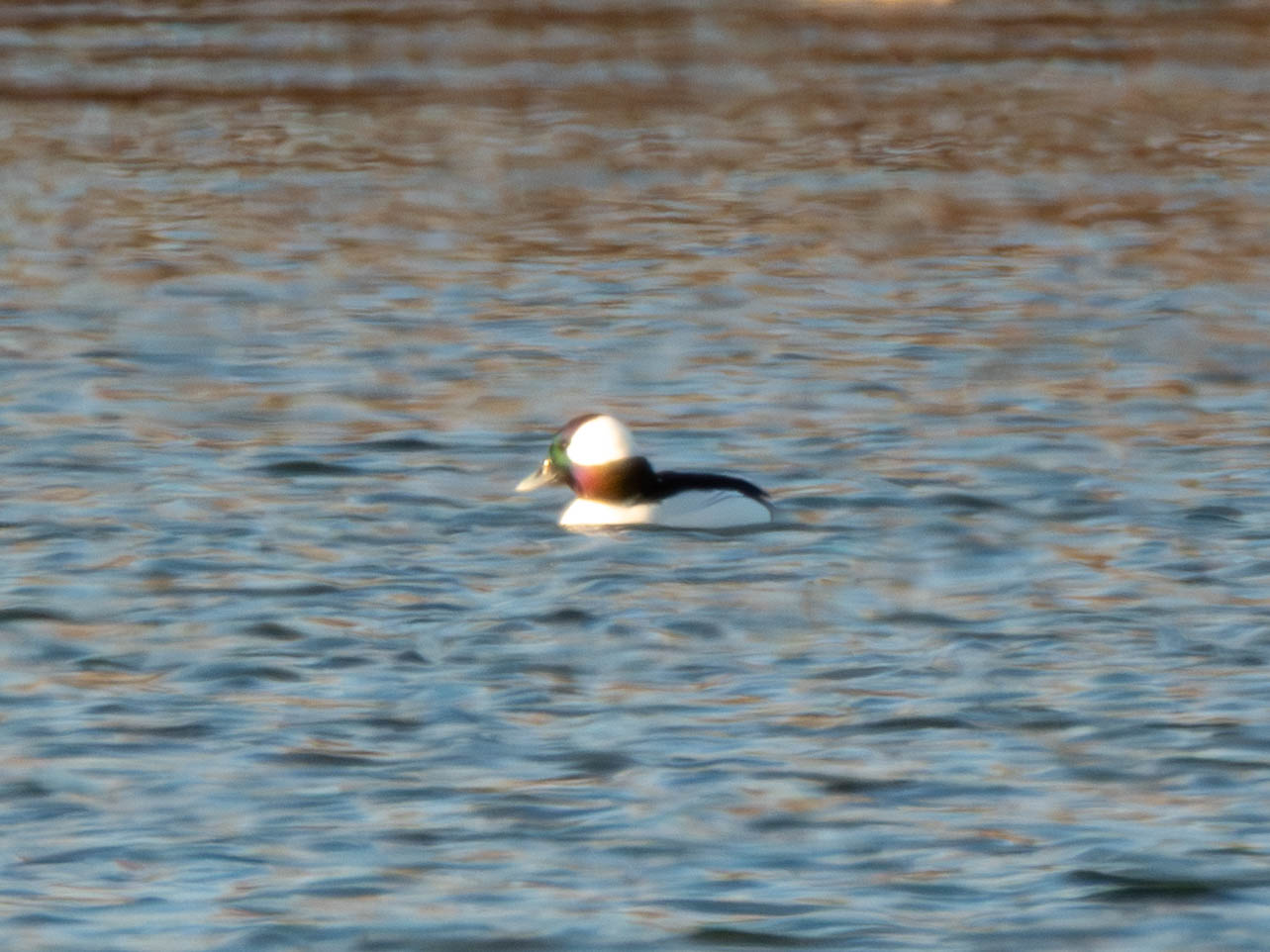 Male Bufflehead -- my first diving duck. They disappear for a while, and then pop back up suddenly. Almost like when you pull a toy boat down in a bathtub.