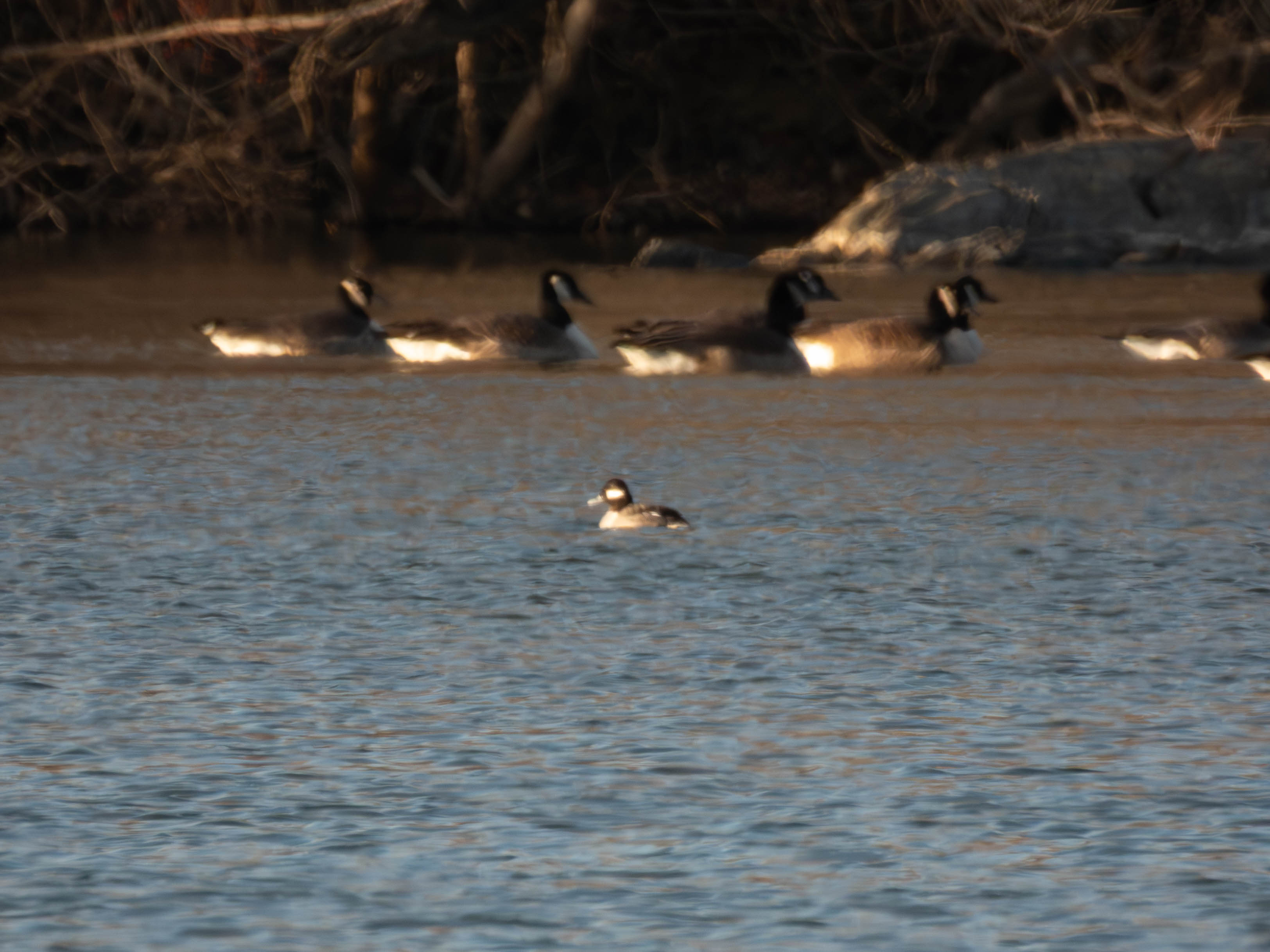 Female Bufflehead
