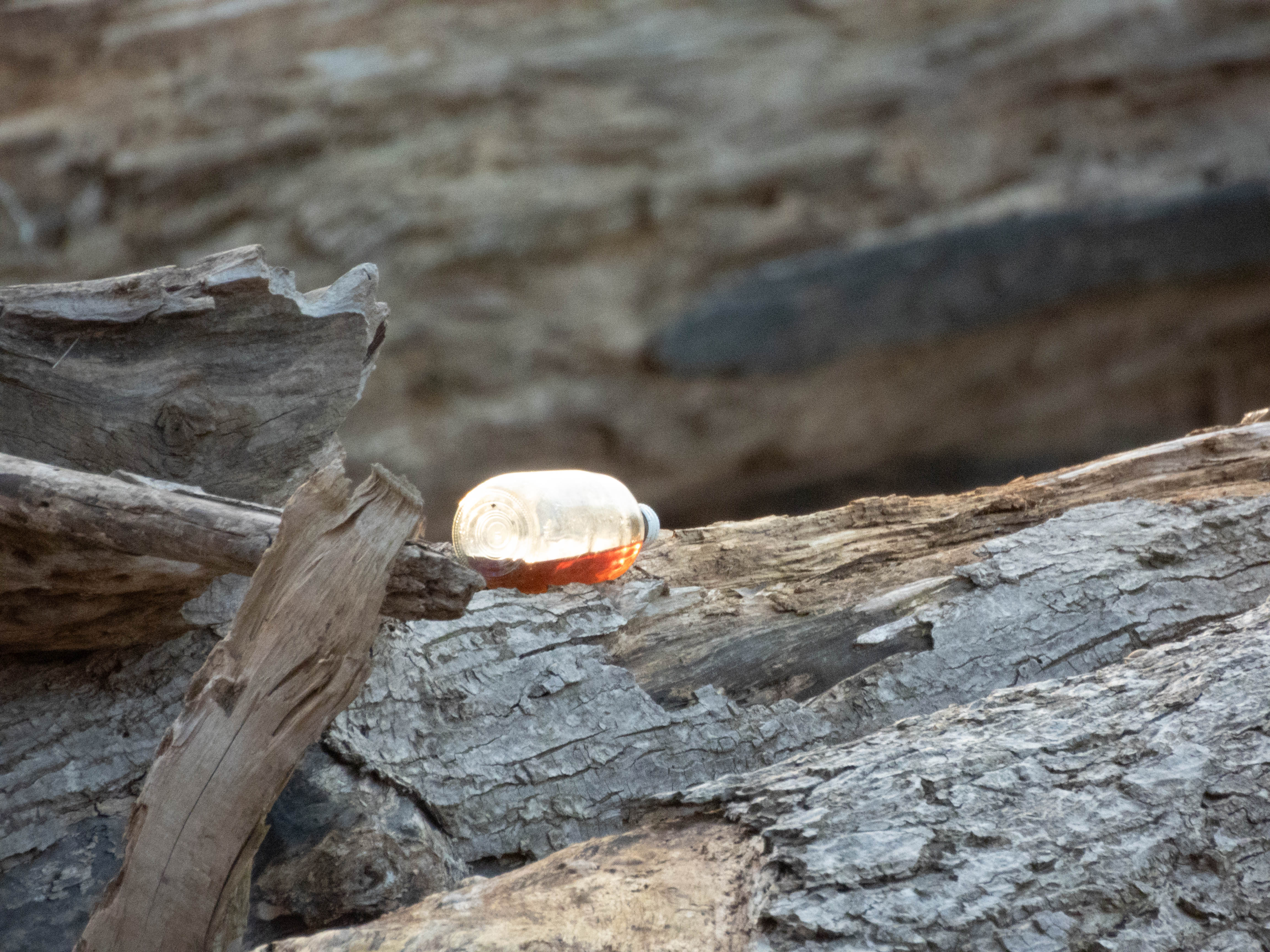 Unedited version of Bottle on a log