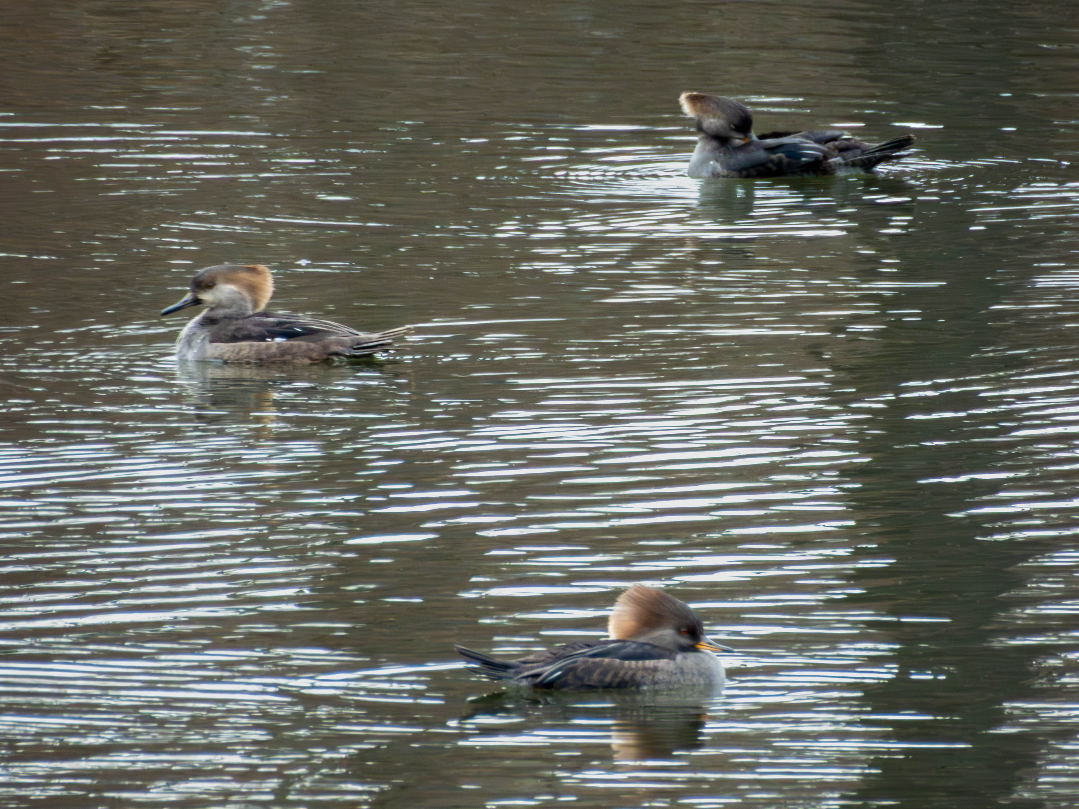 Female Hooded Mergansers