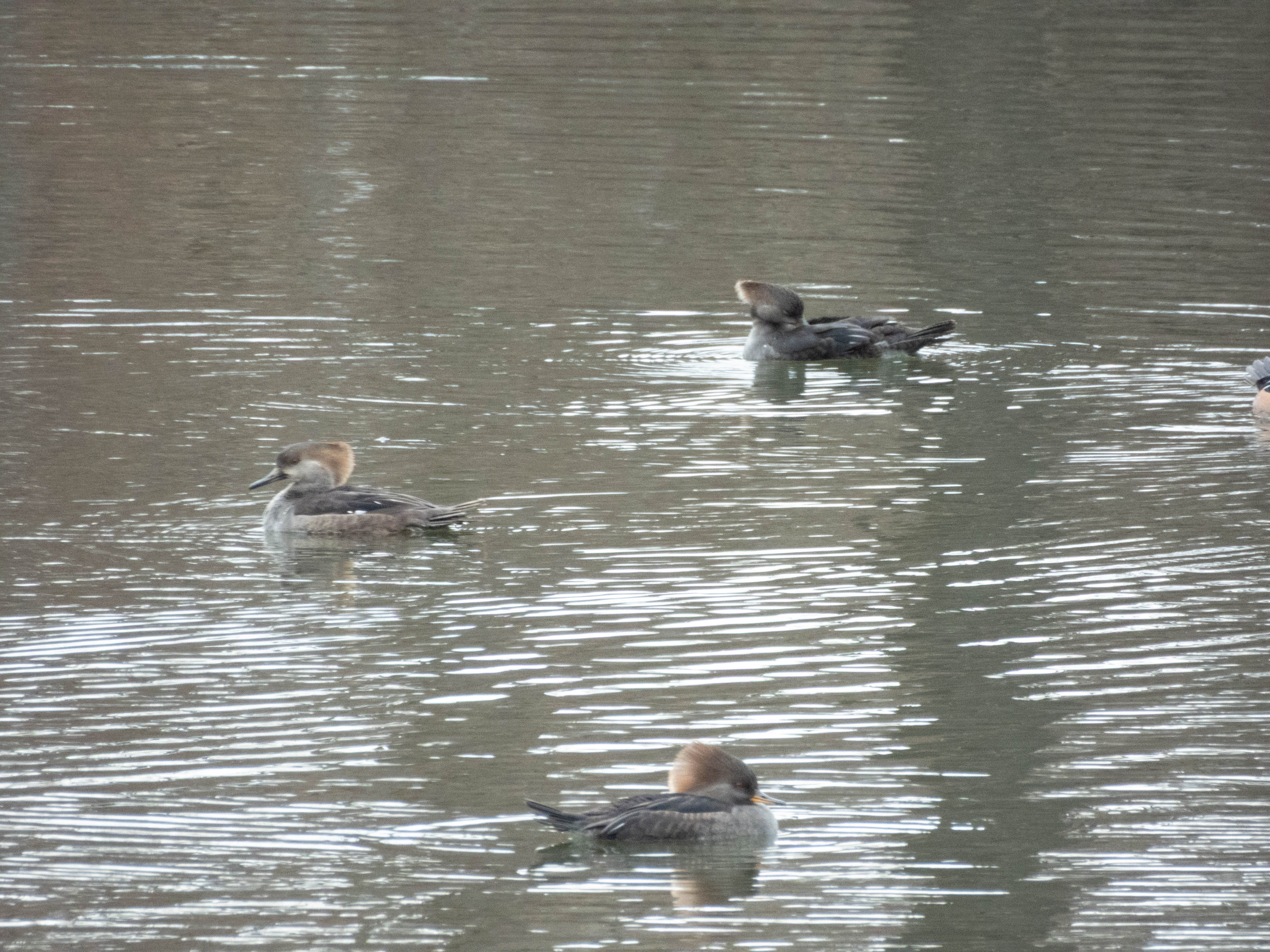 Unedited version of Female Hooded Mergansers