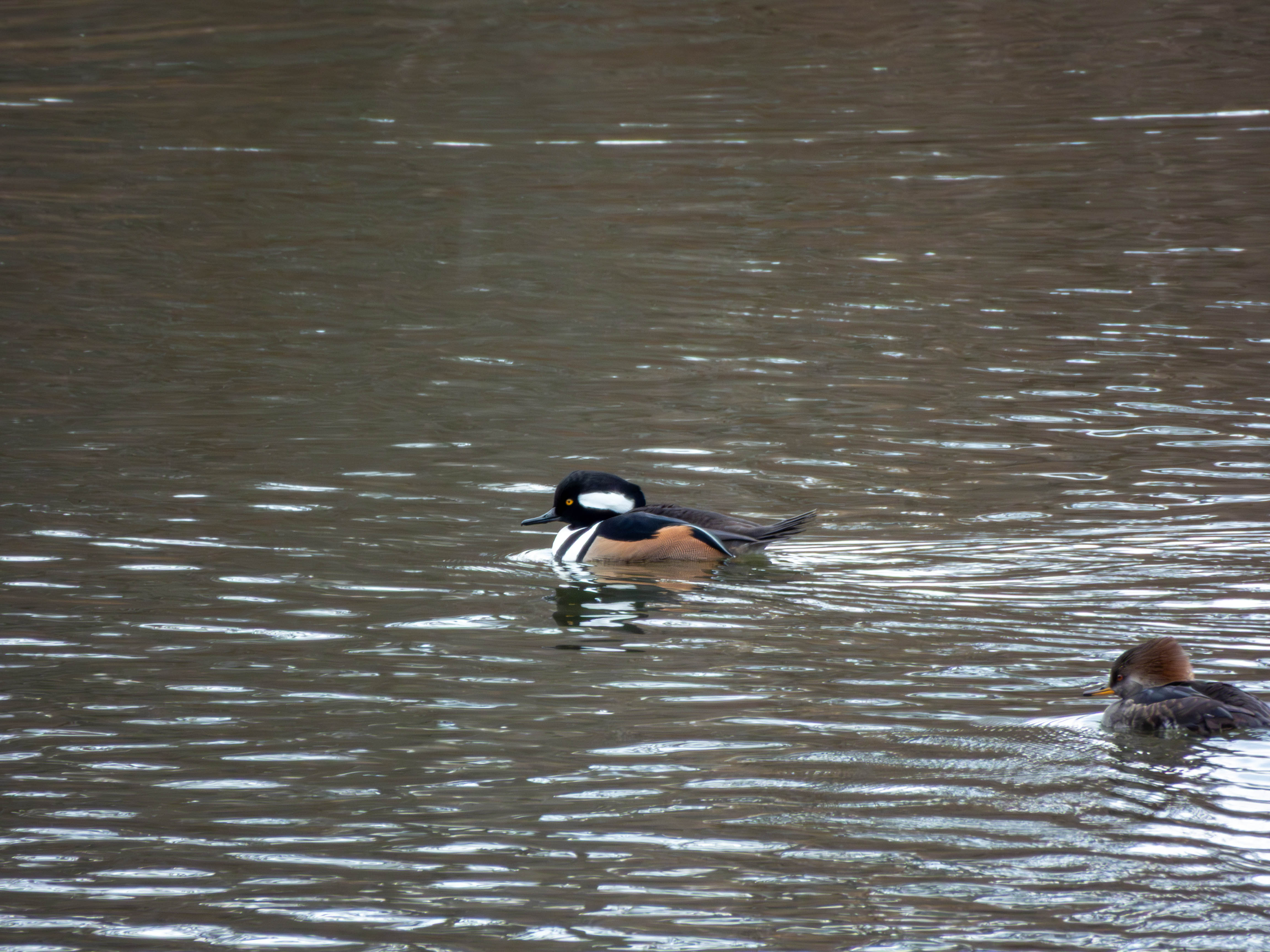 Male Hooded Merganser