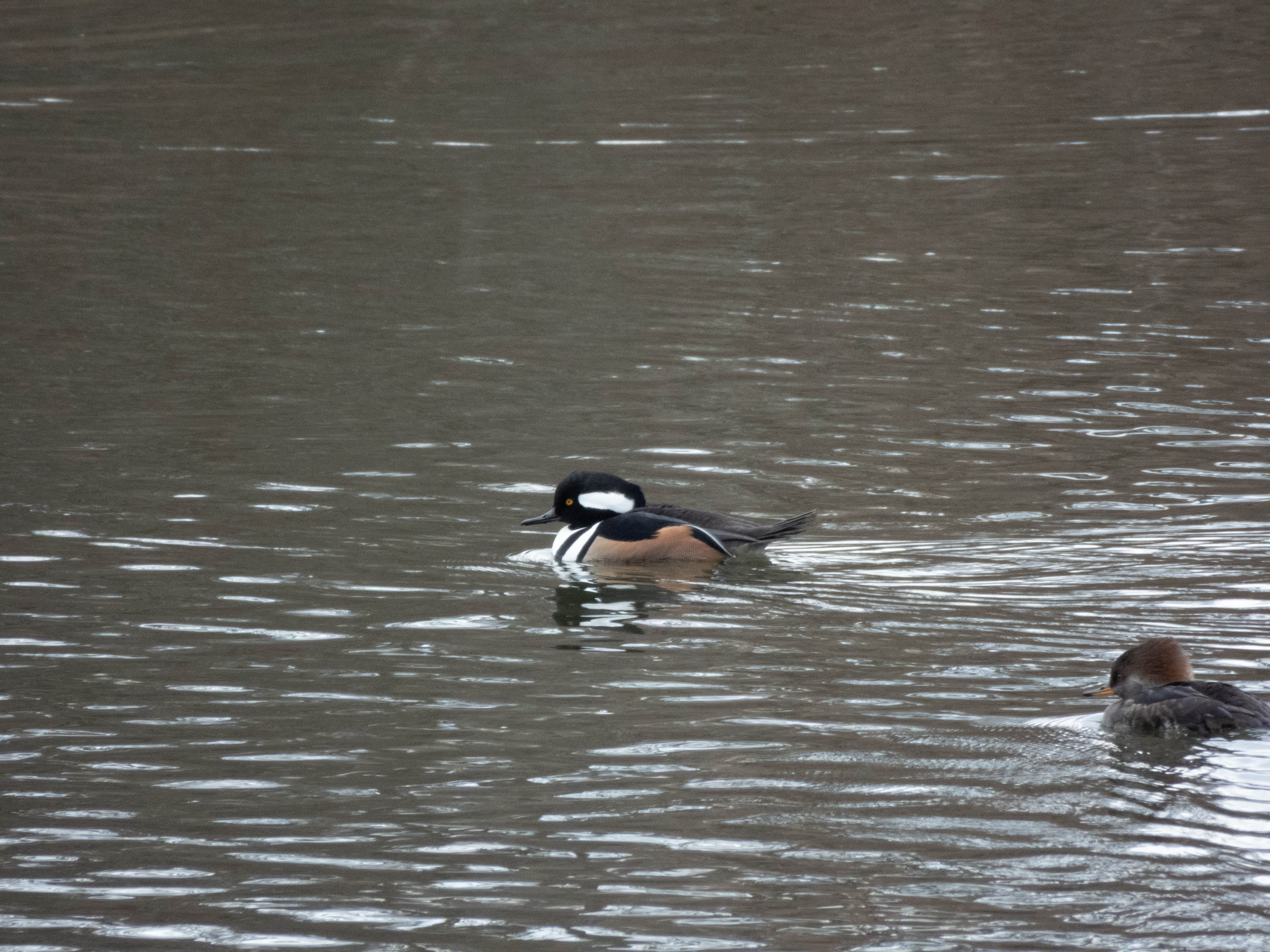 Unedited version of Male Hooded Merganser