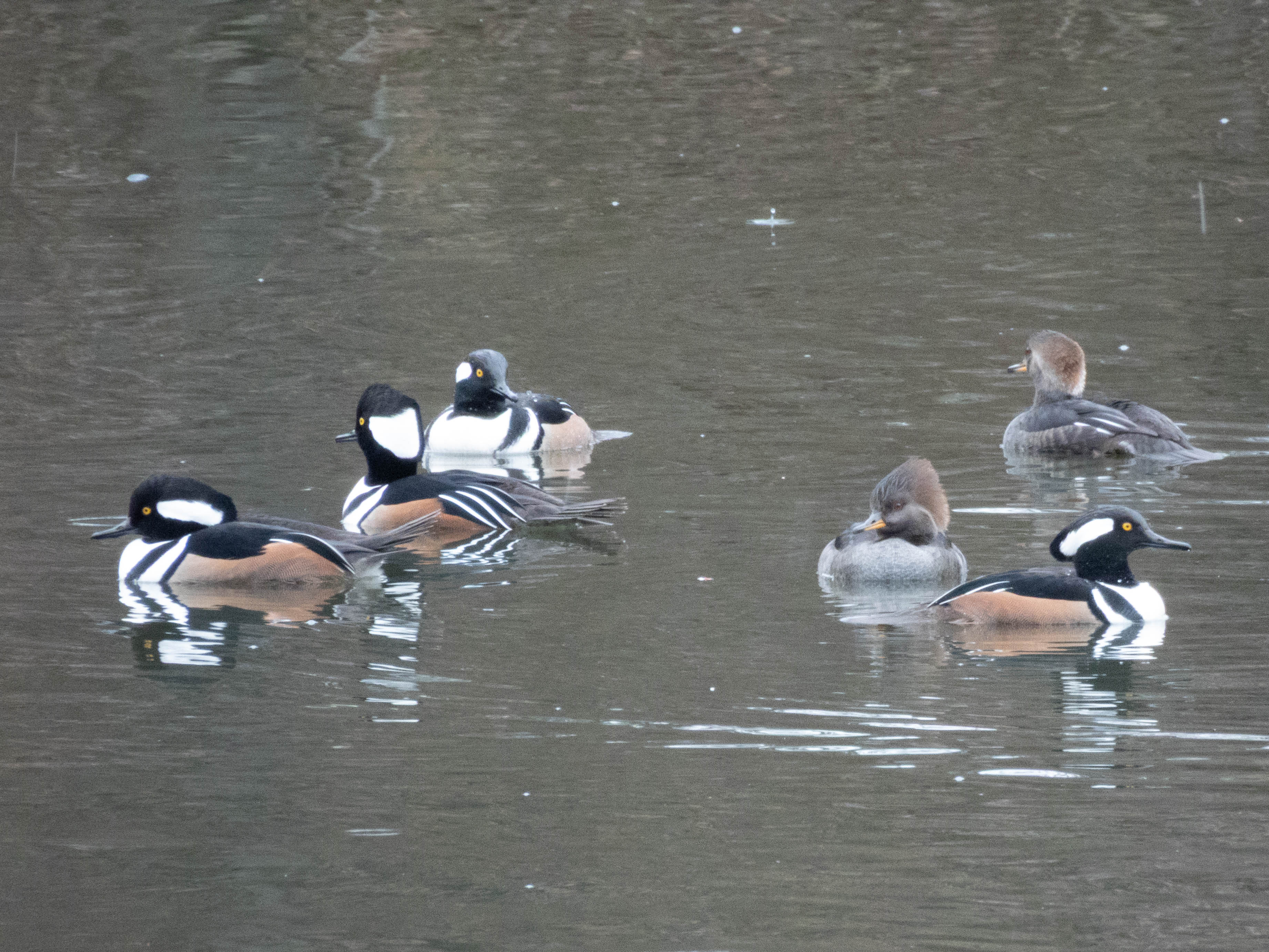 Unedited version of Group of Mergansers