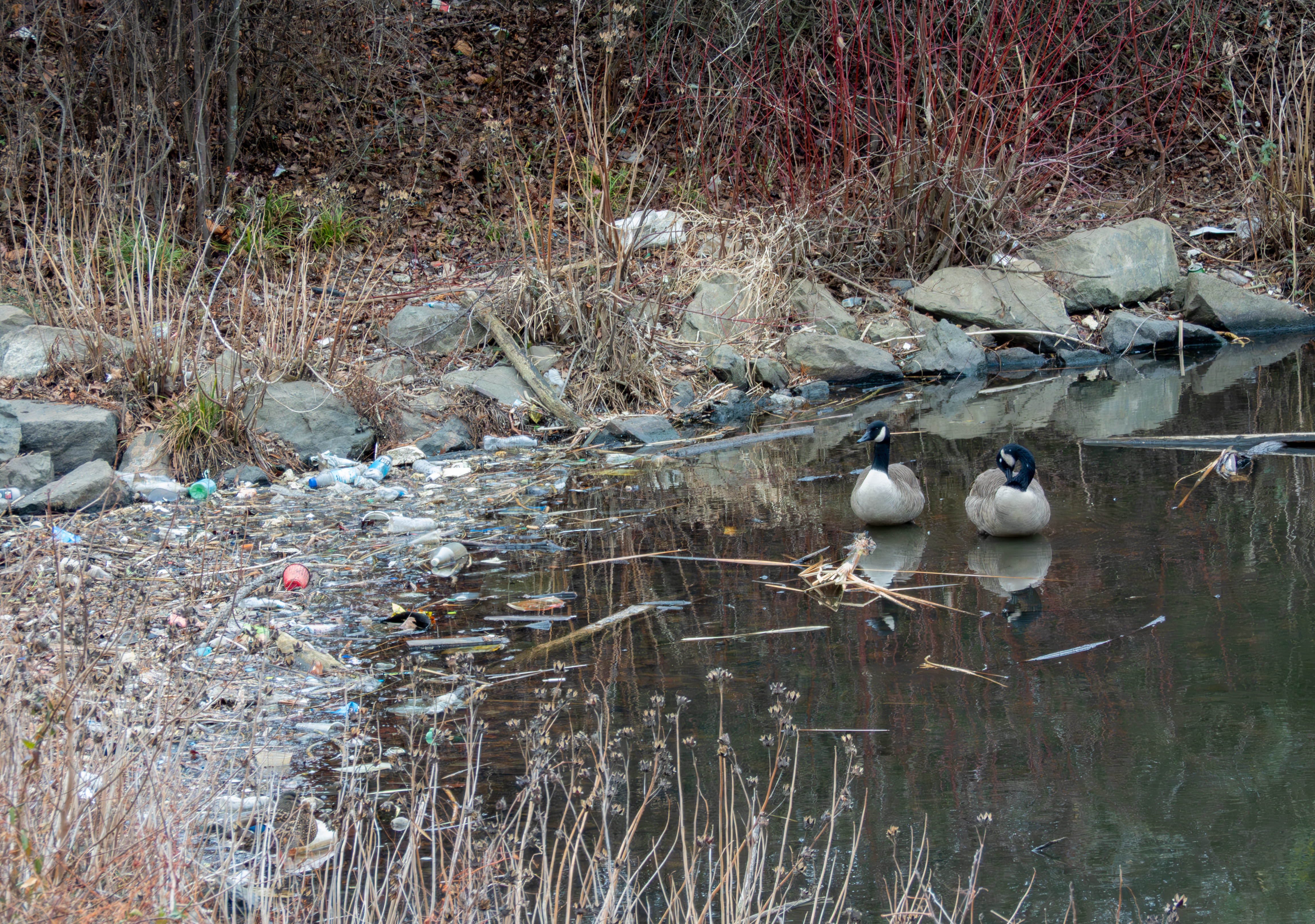 Geese by a trash pile