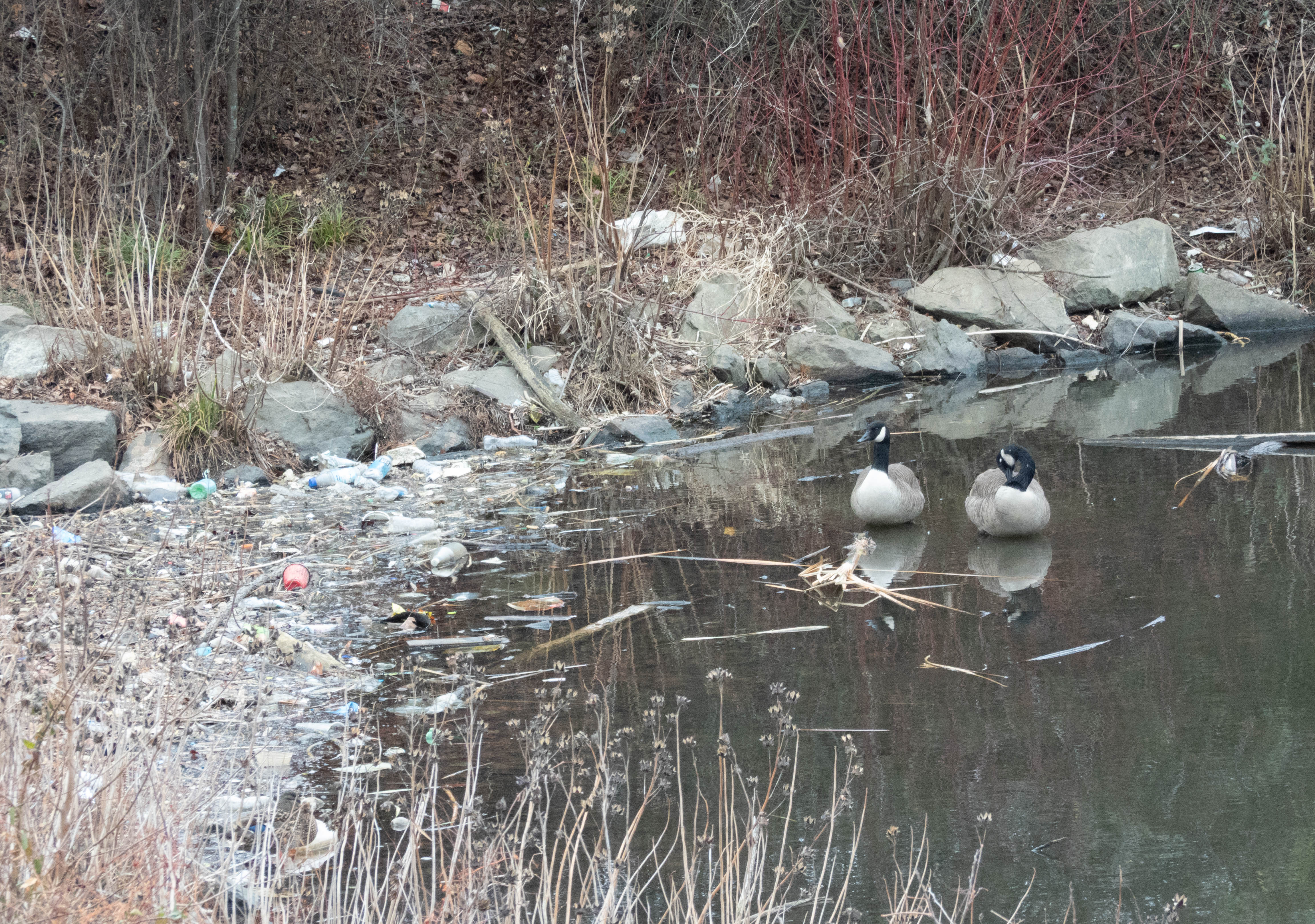 Unedited version of Geese by a trash pile