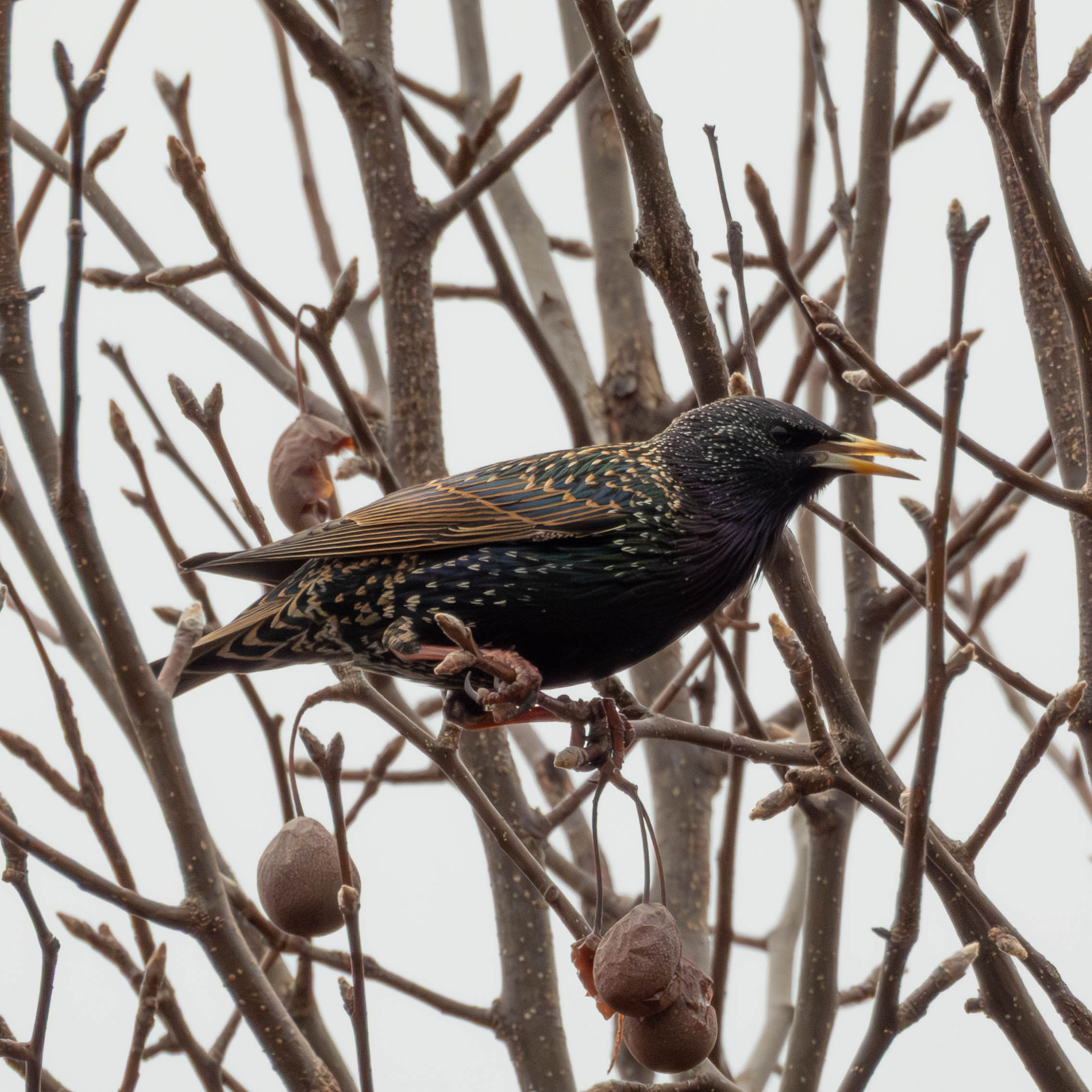 European Starling