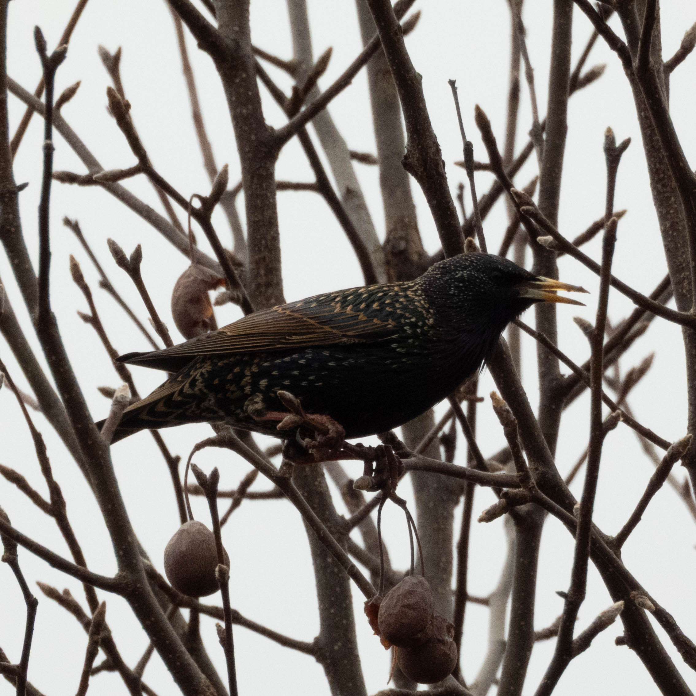 Unedited version of European Starling