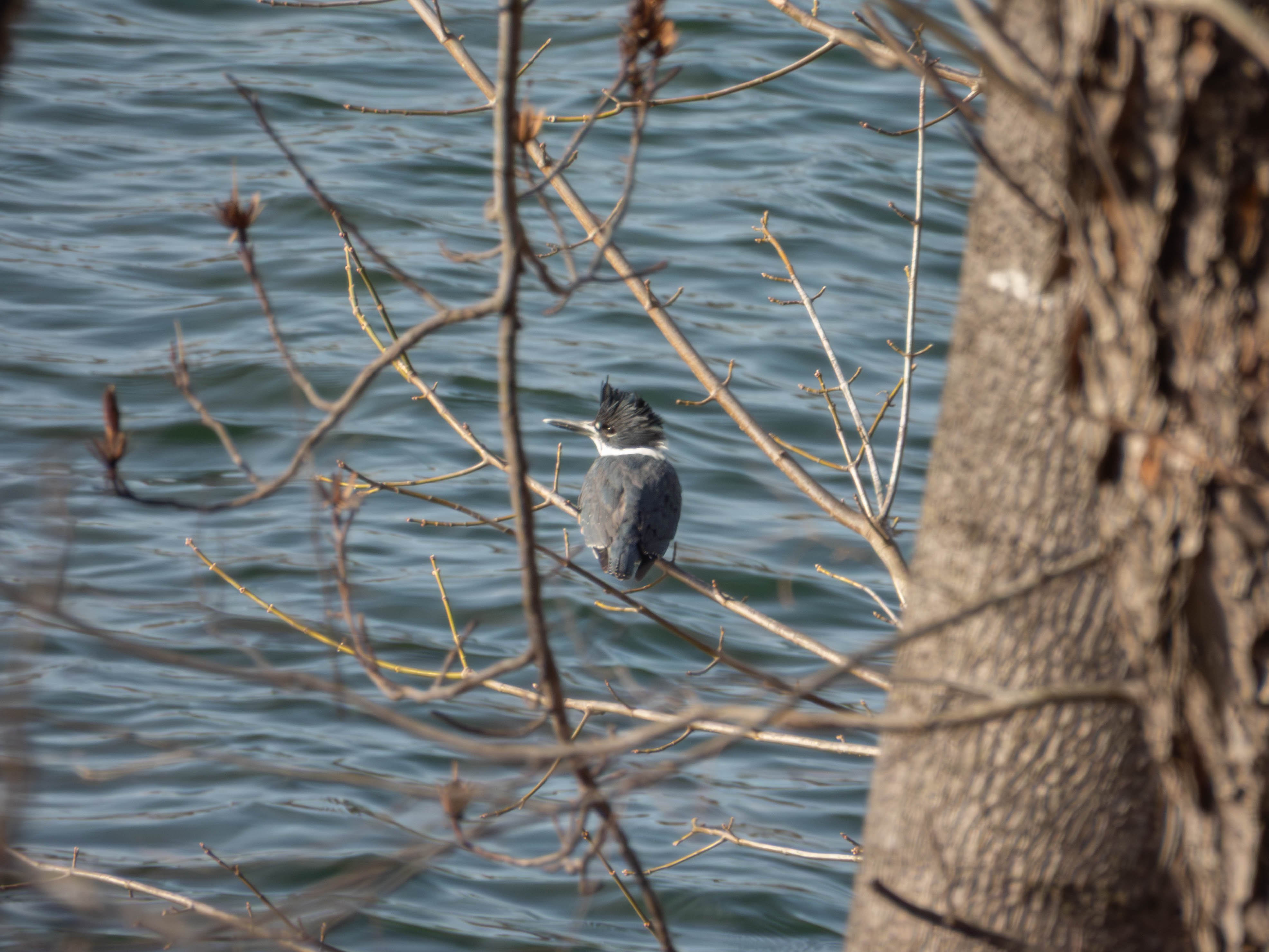Belted Kingfisher. Their call is quite distinctive, making a lot of rapid low-pitched clicking sounds.